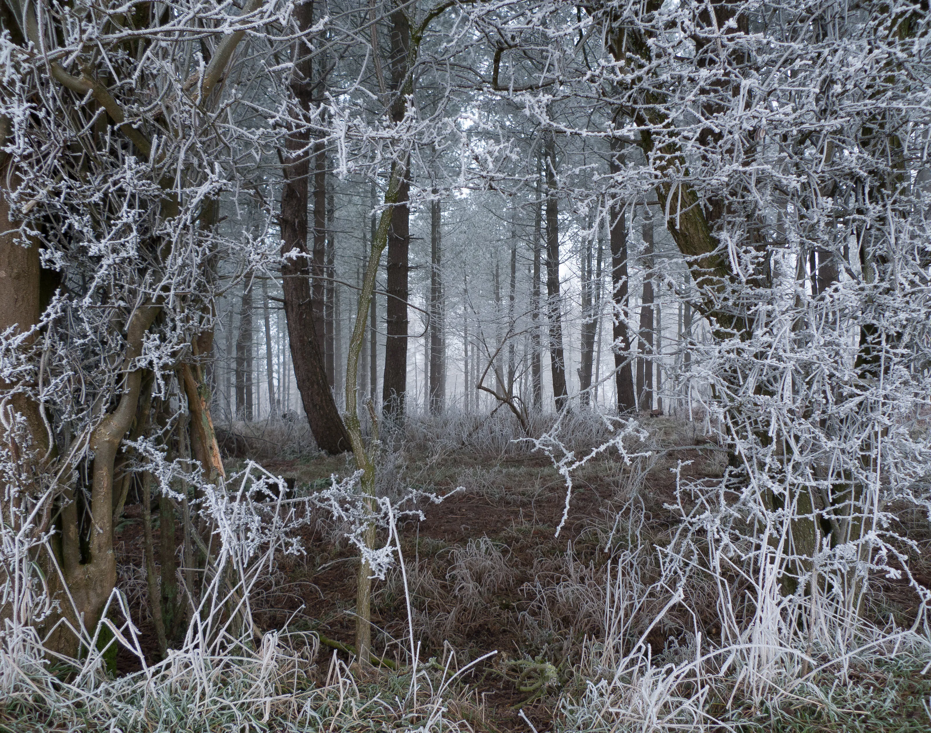 Frost