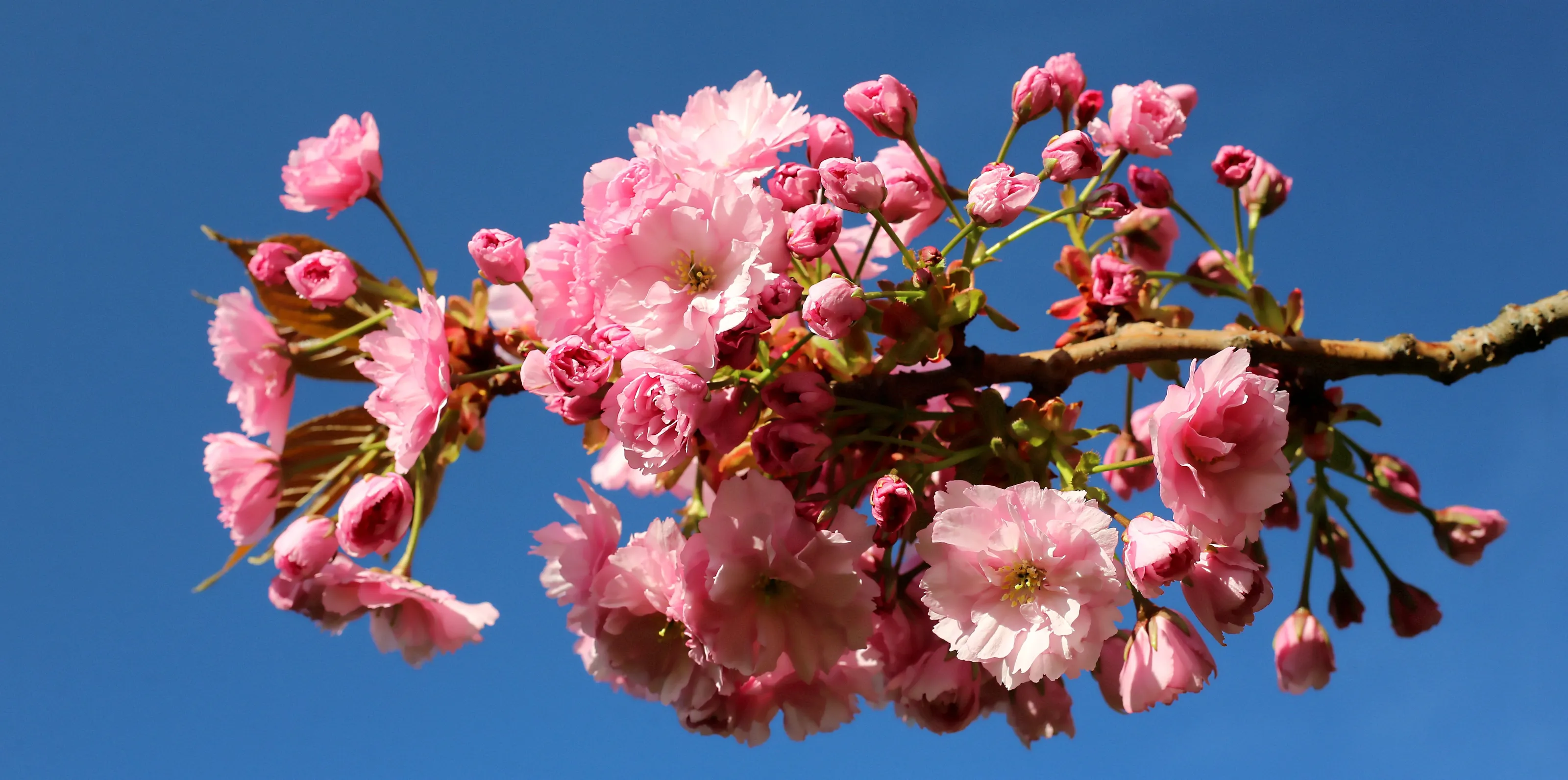 Blooms and Buds