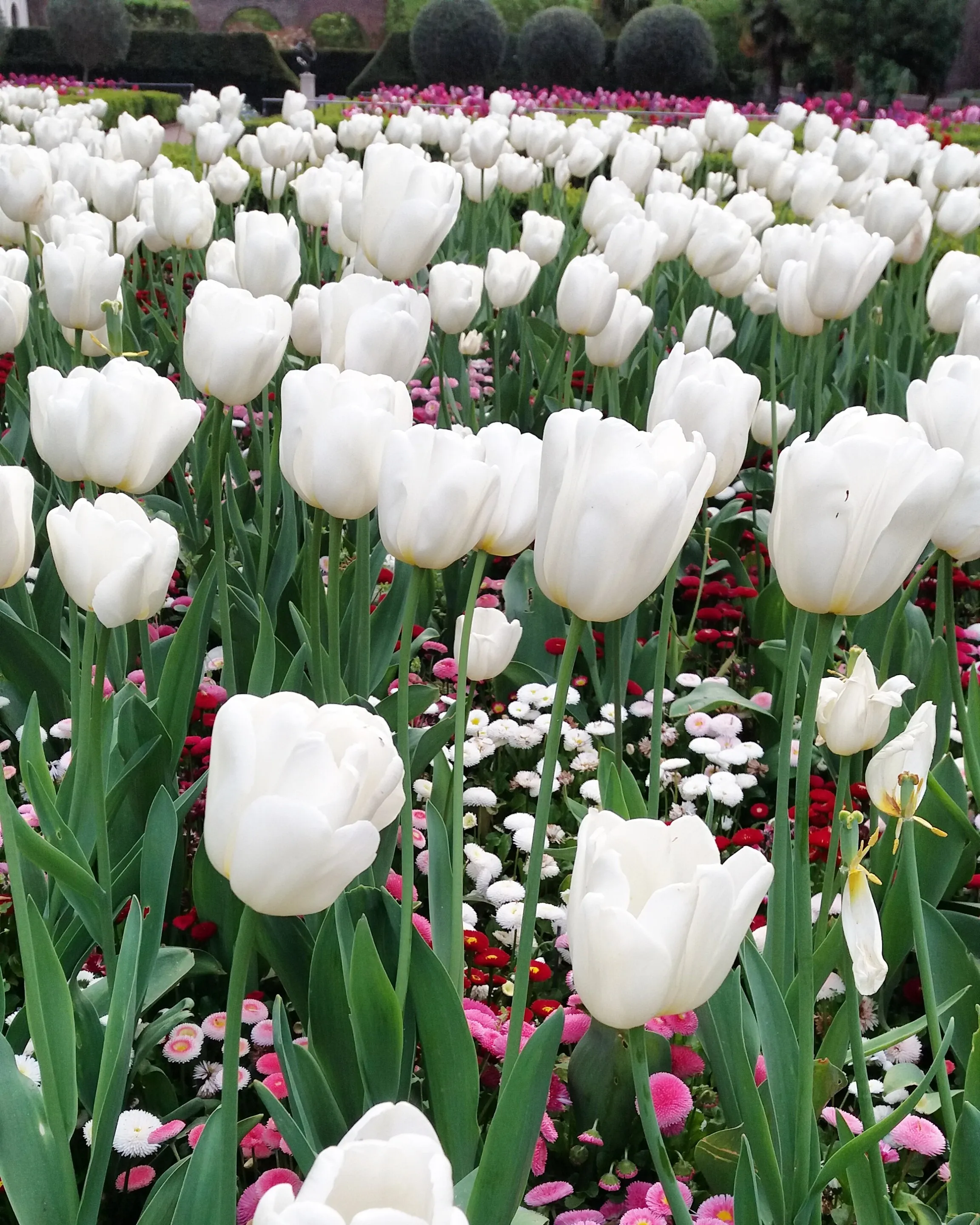 Tulips