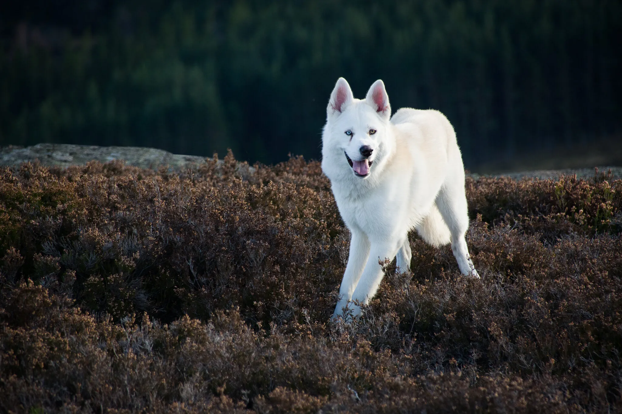 White Mountain Wolf
