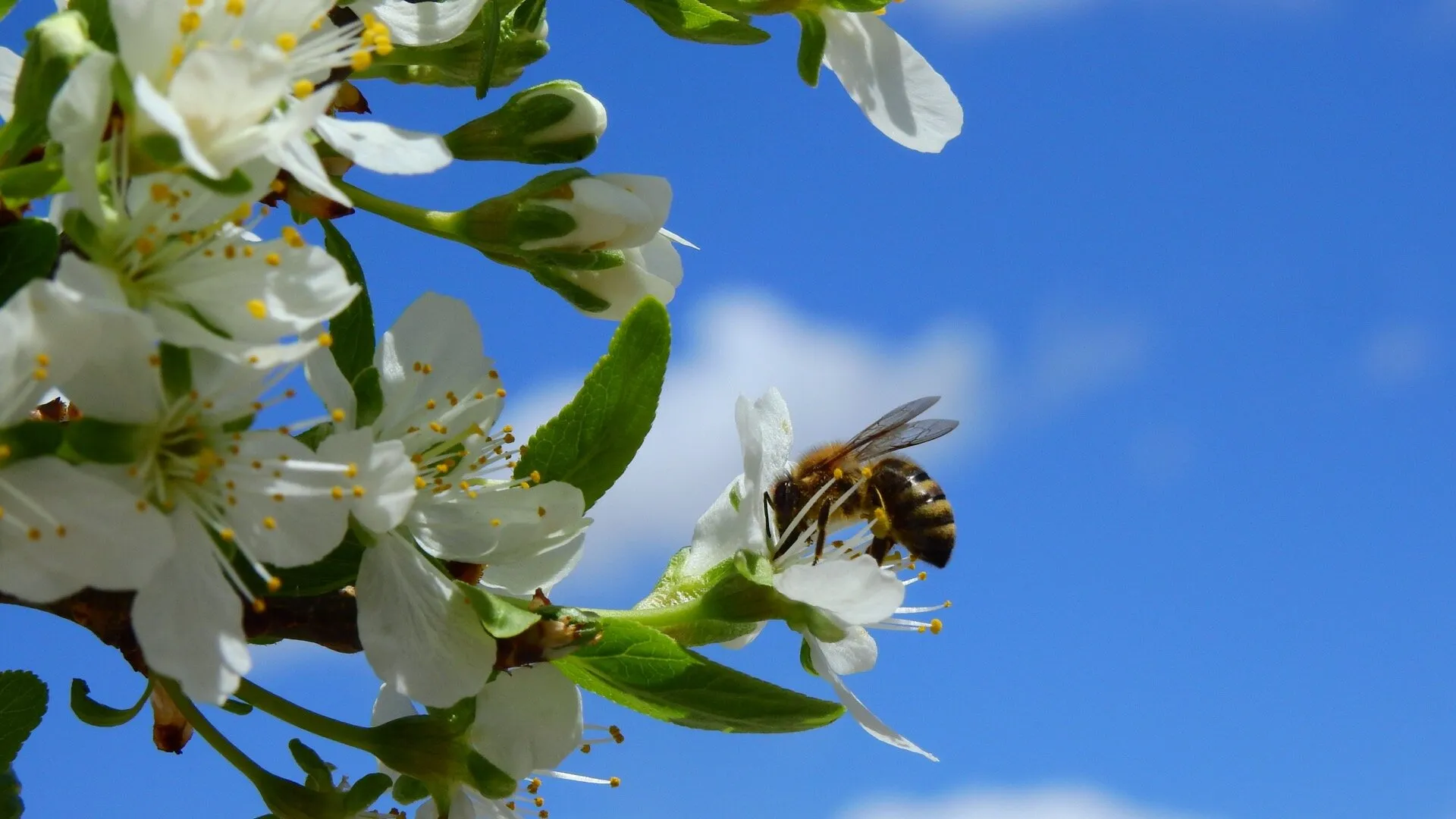 Honey Bee on the Plum Tree