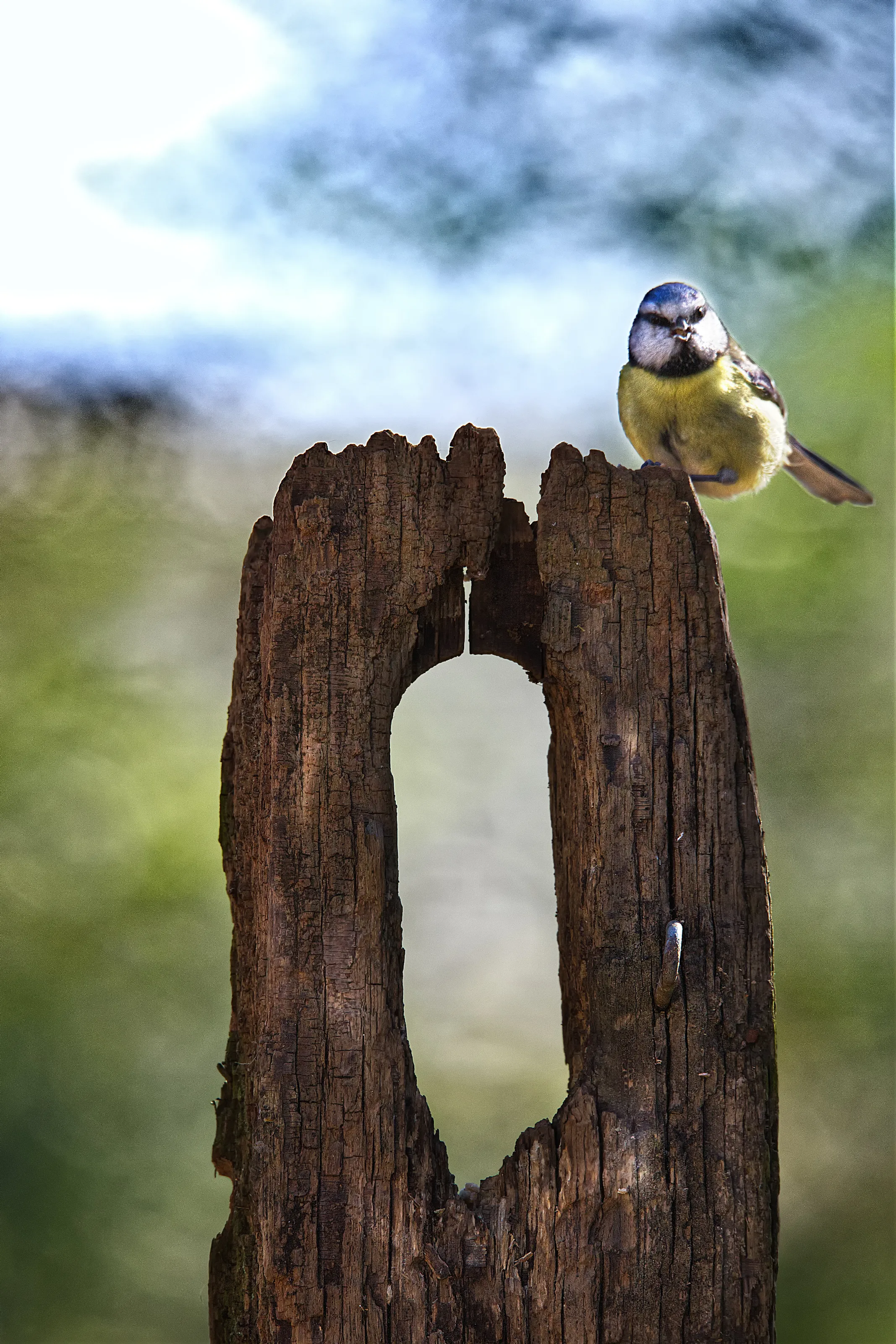 Blue Tit on a fence post