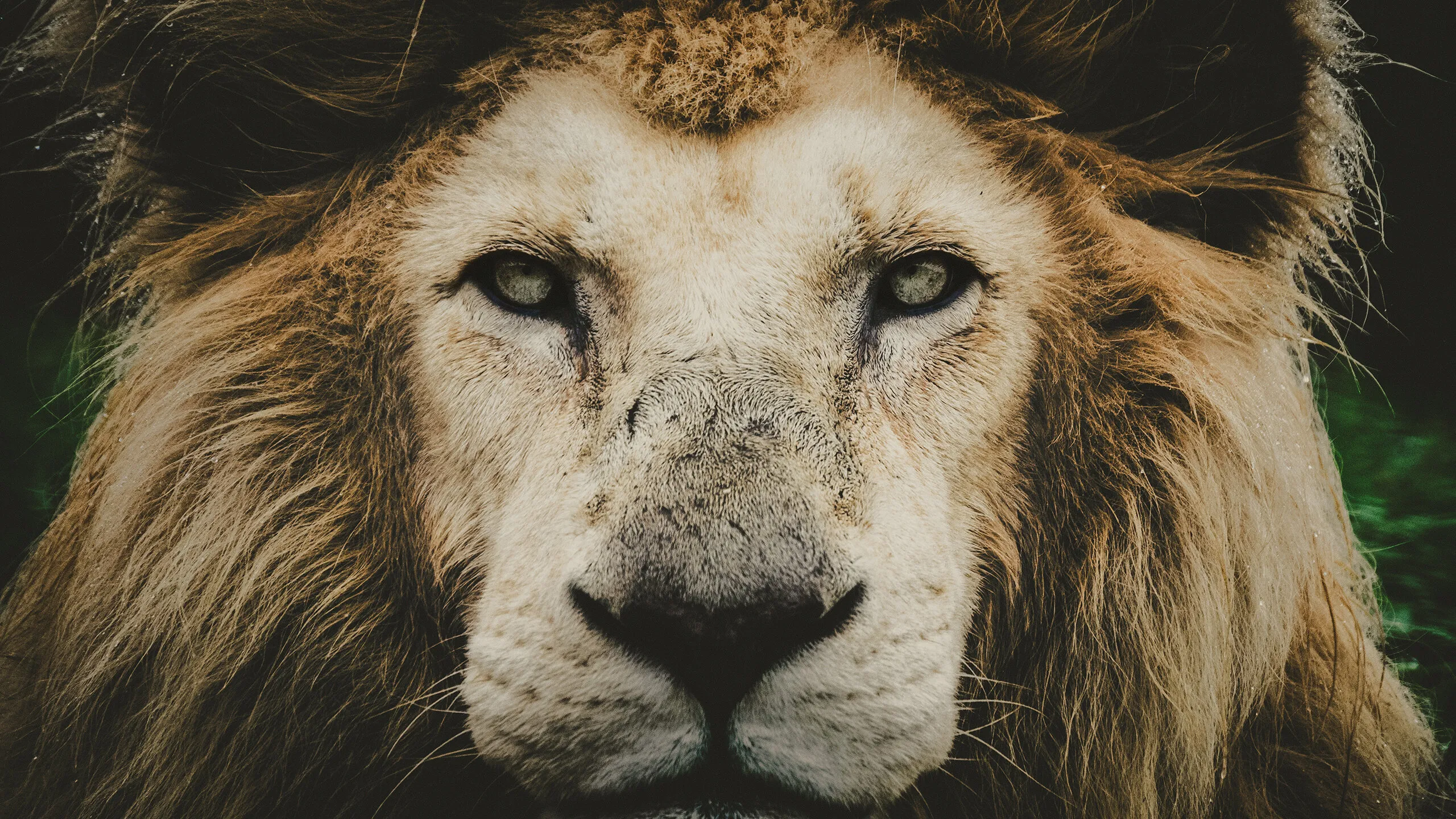 Majestic Portrait