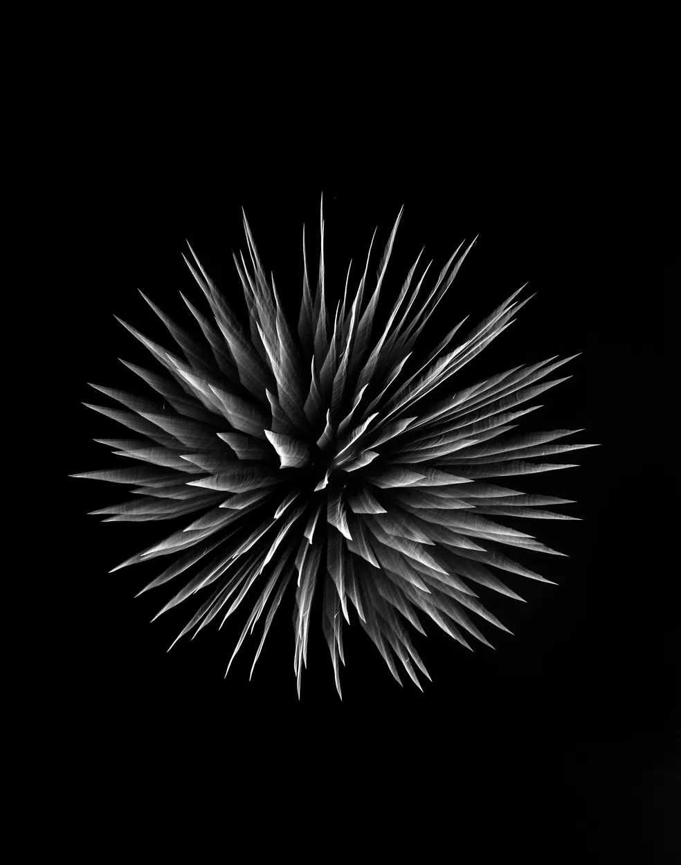 Entry 6216480