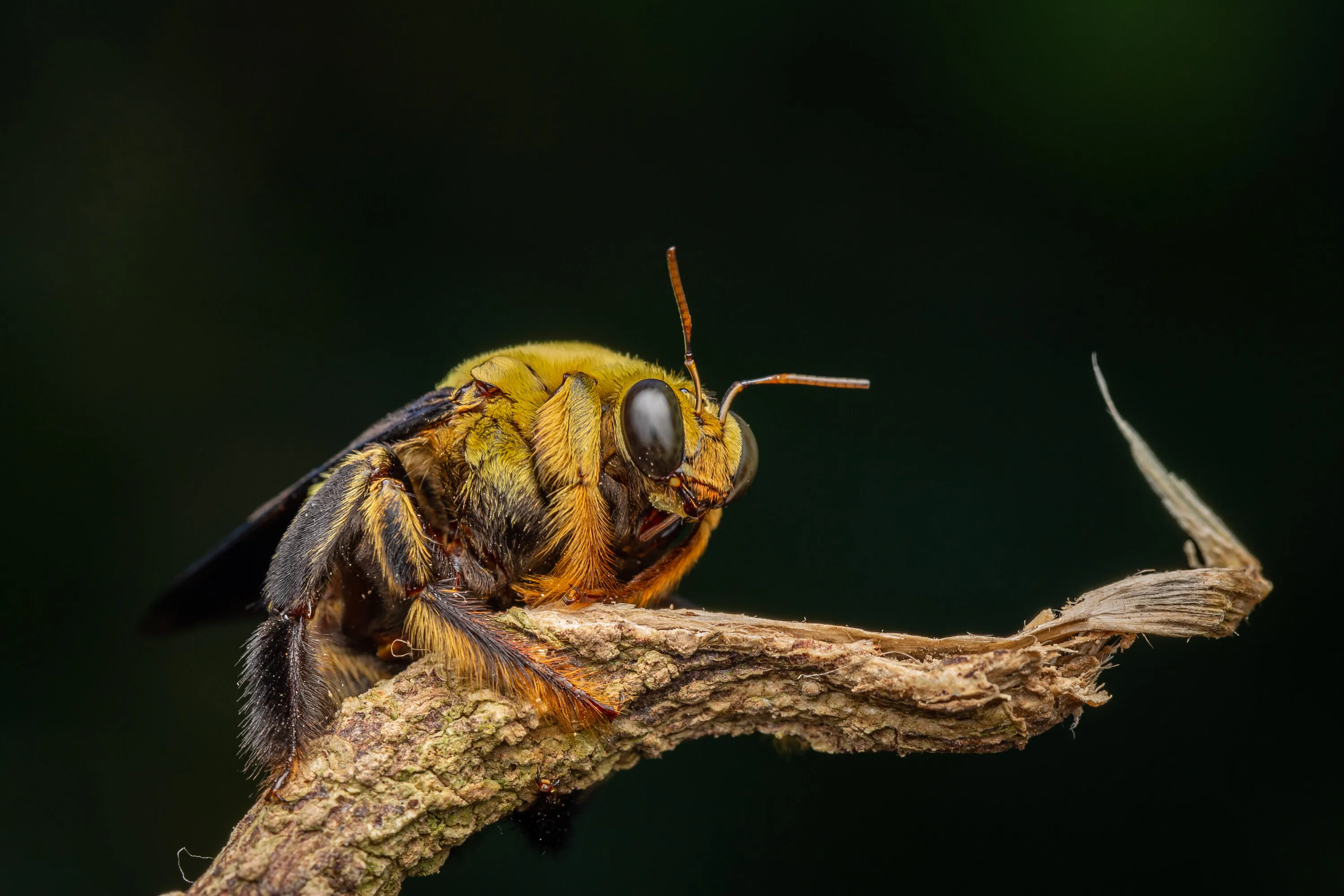 Carpenter Bee