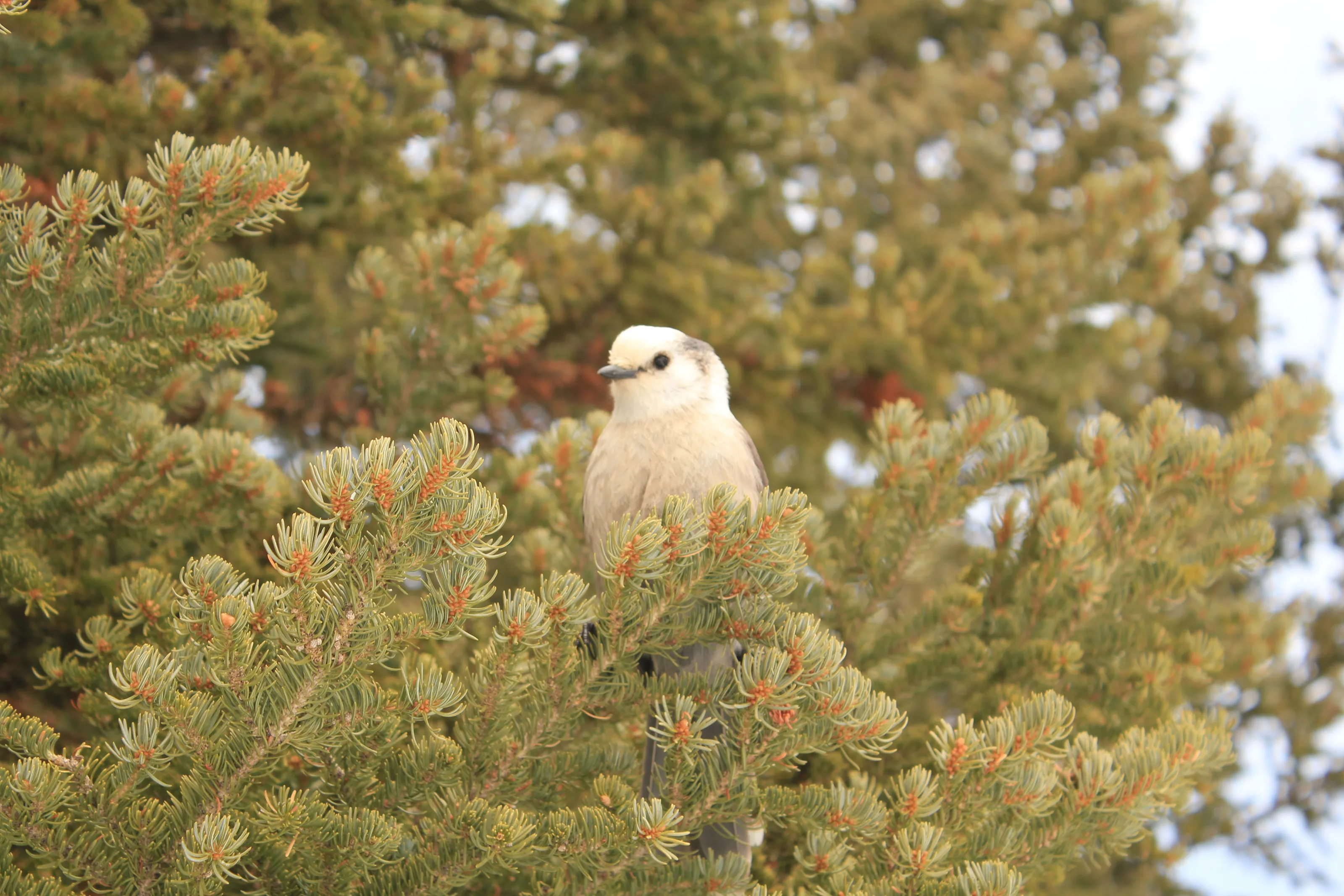 Snow Bird