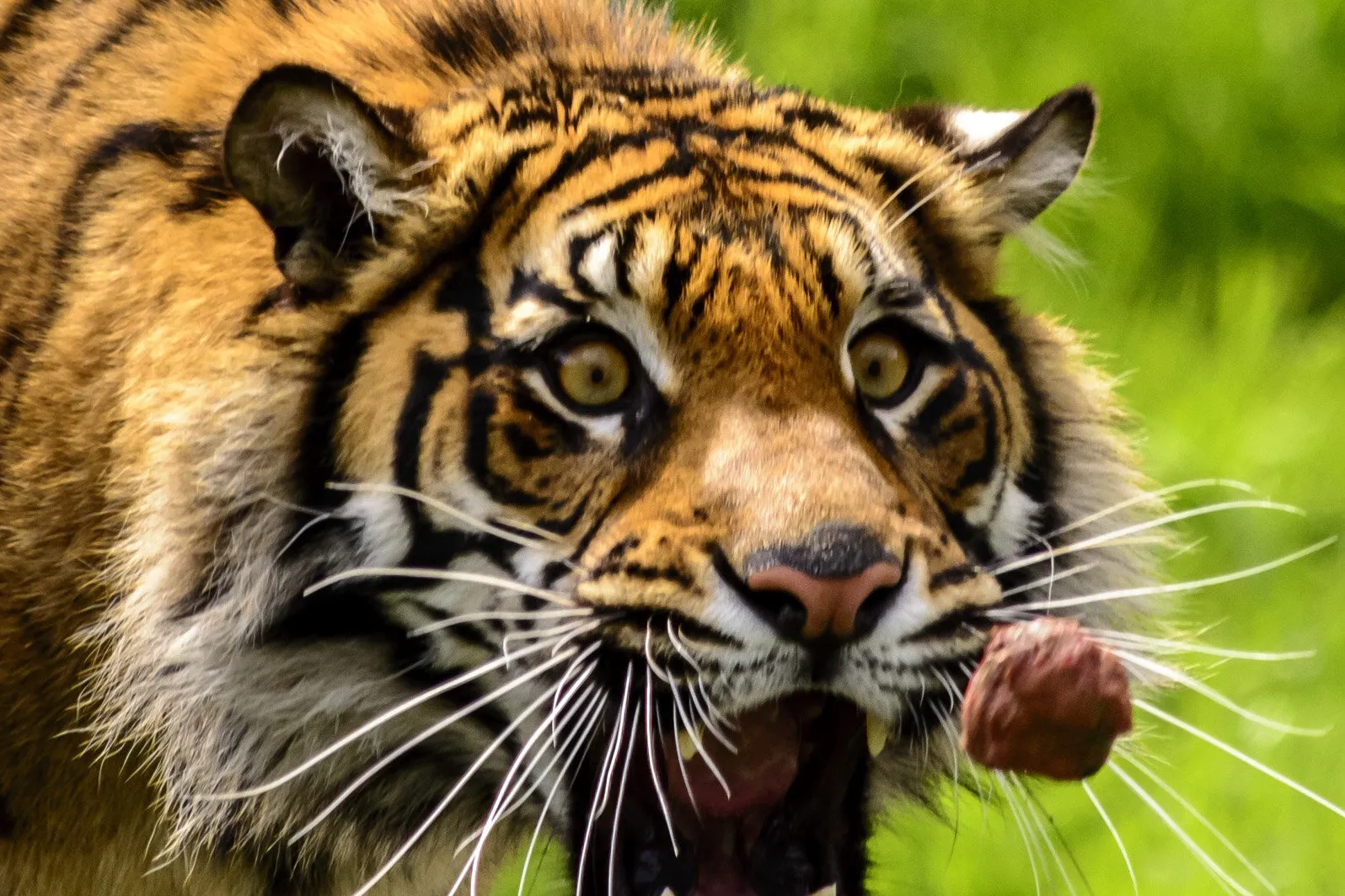 Feeding Time