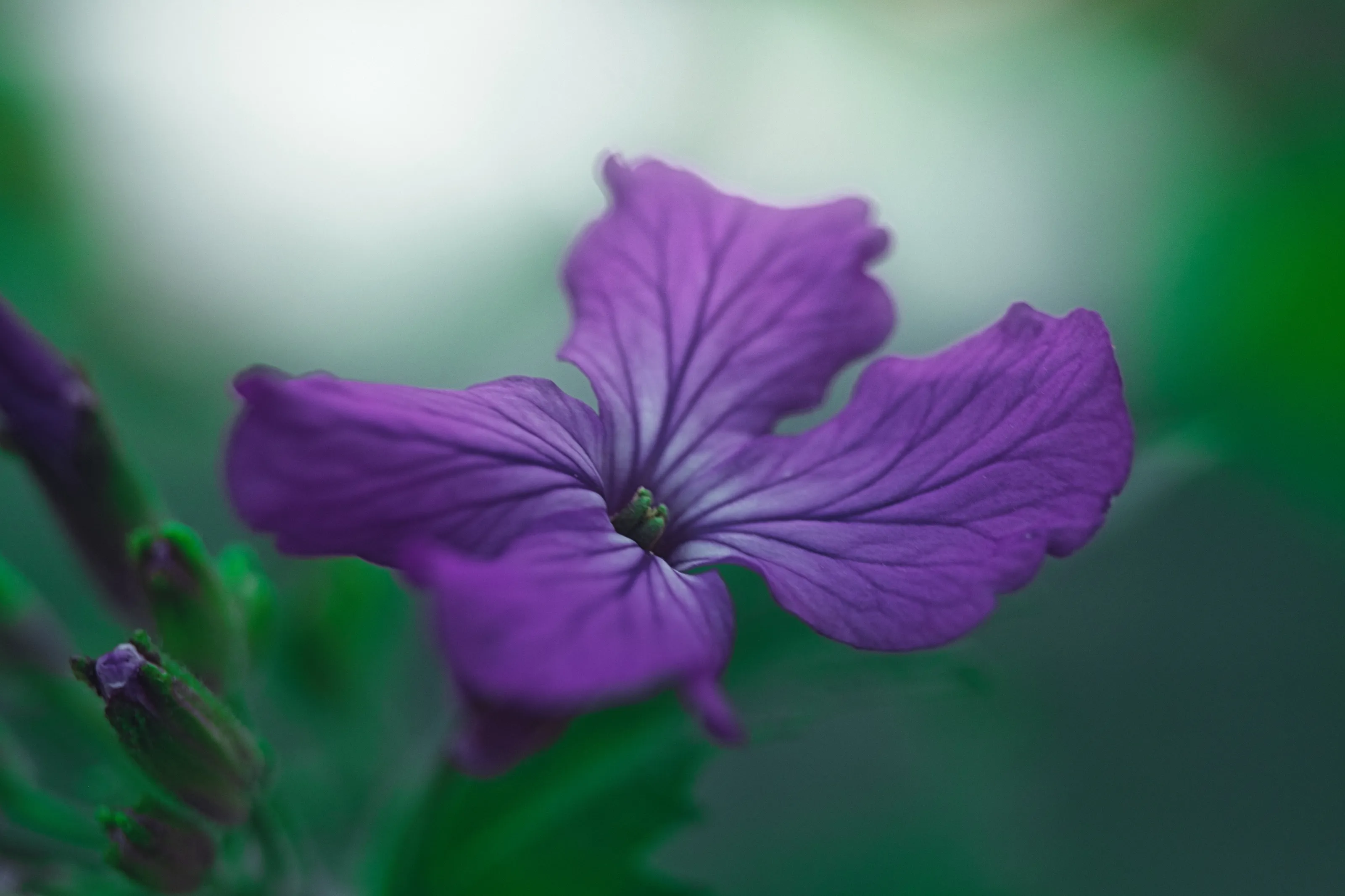 Purple flower