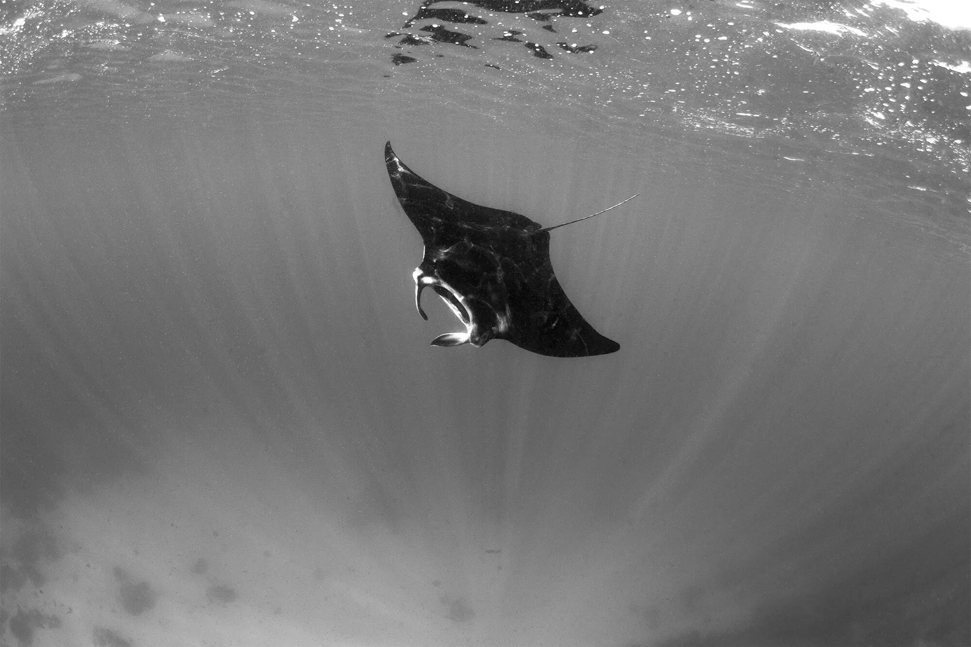 Manta Ray