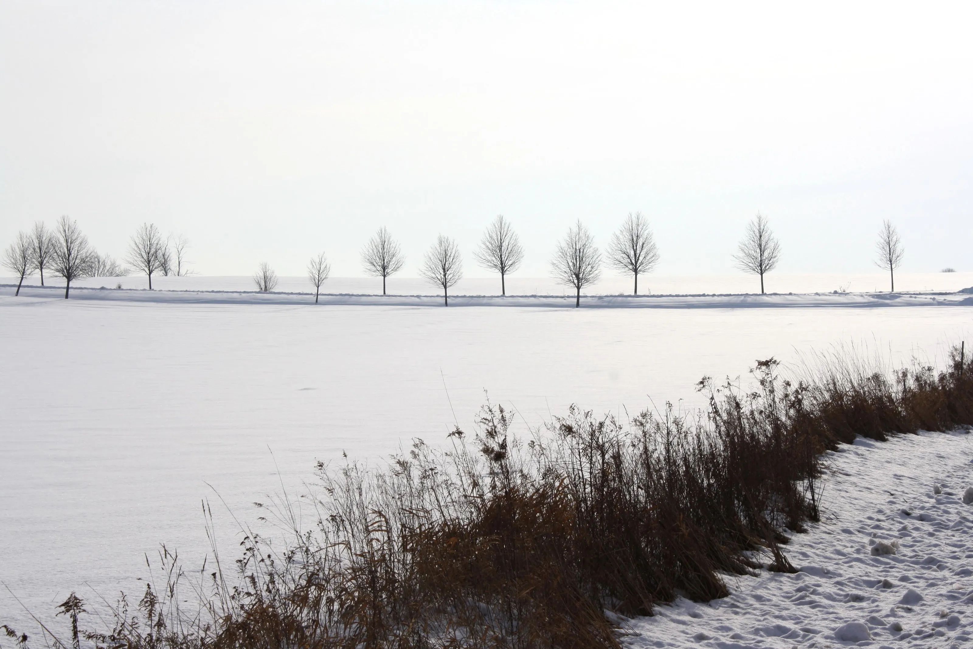 Whitescape