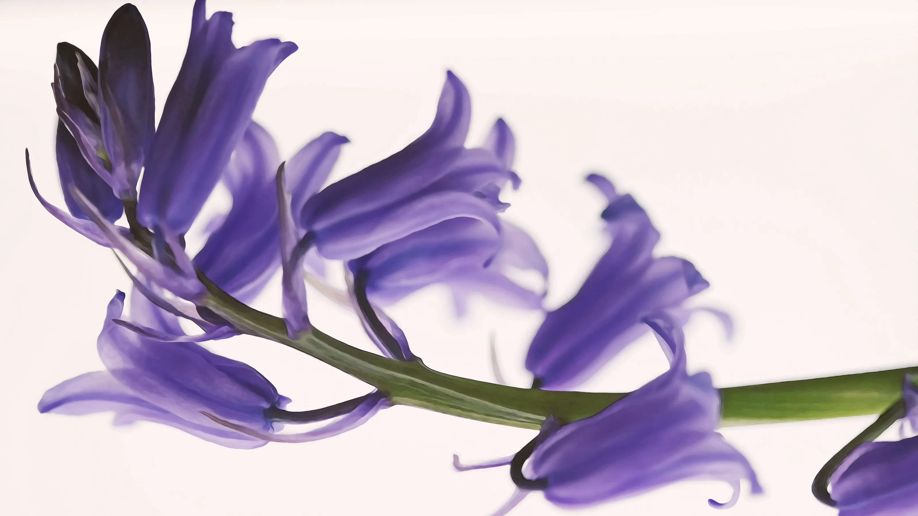 Bluebells 2