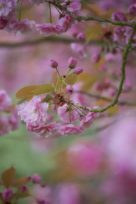 Burst Into Spring