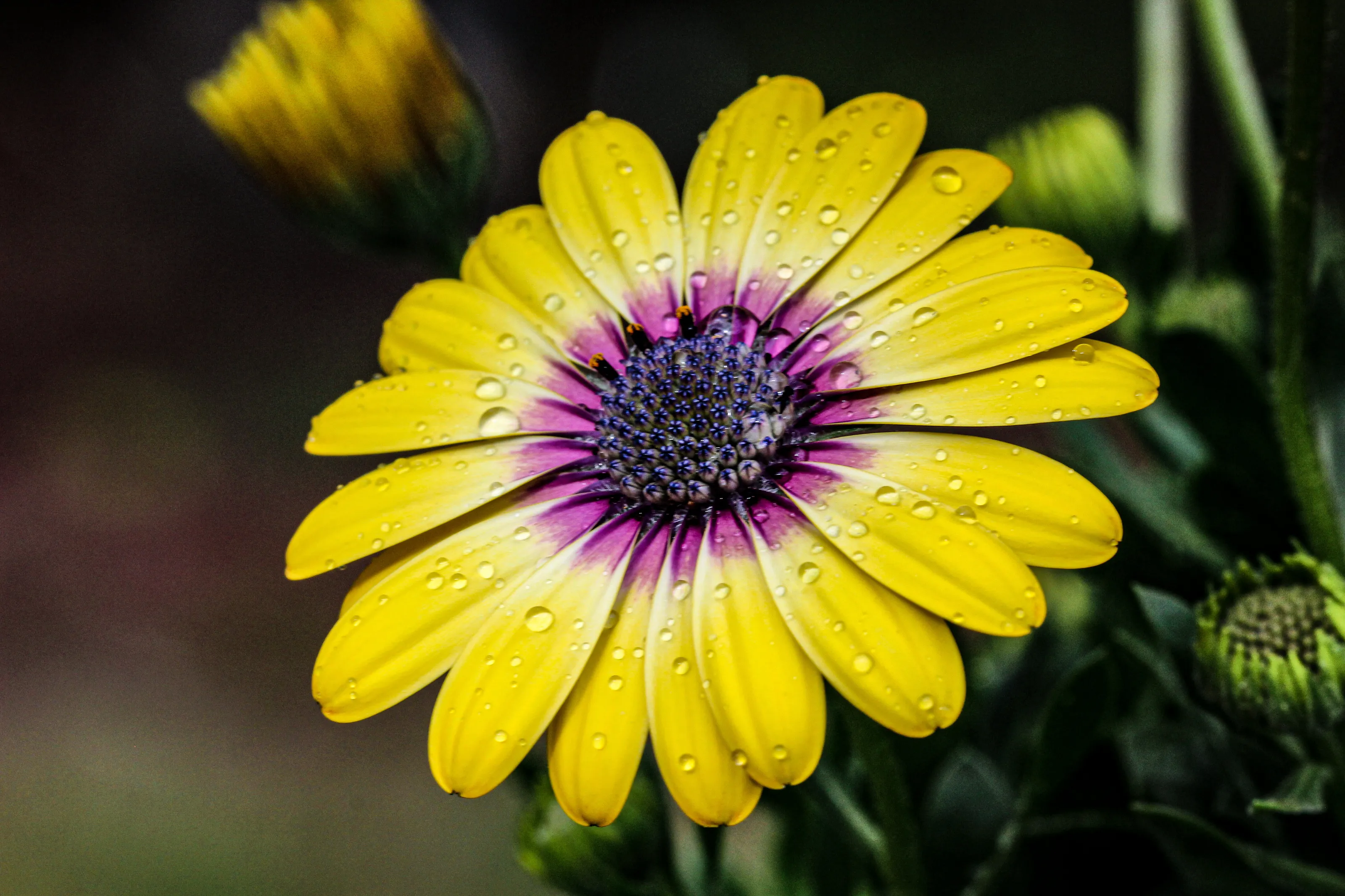 Happy Flower