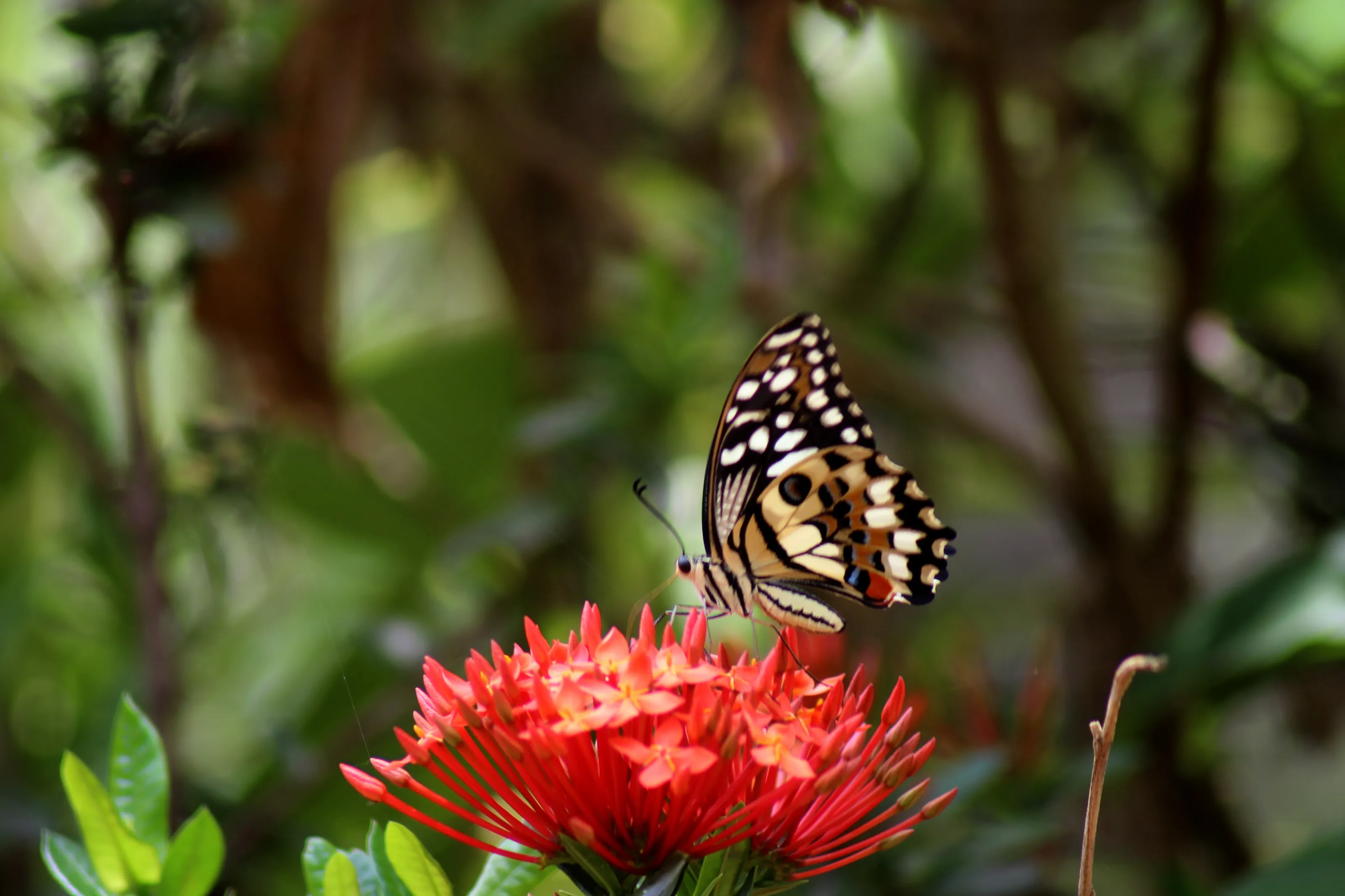 Butterfly on a santan flower