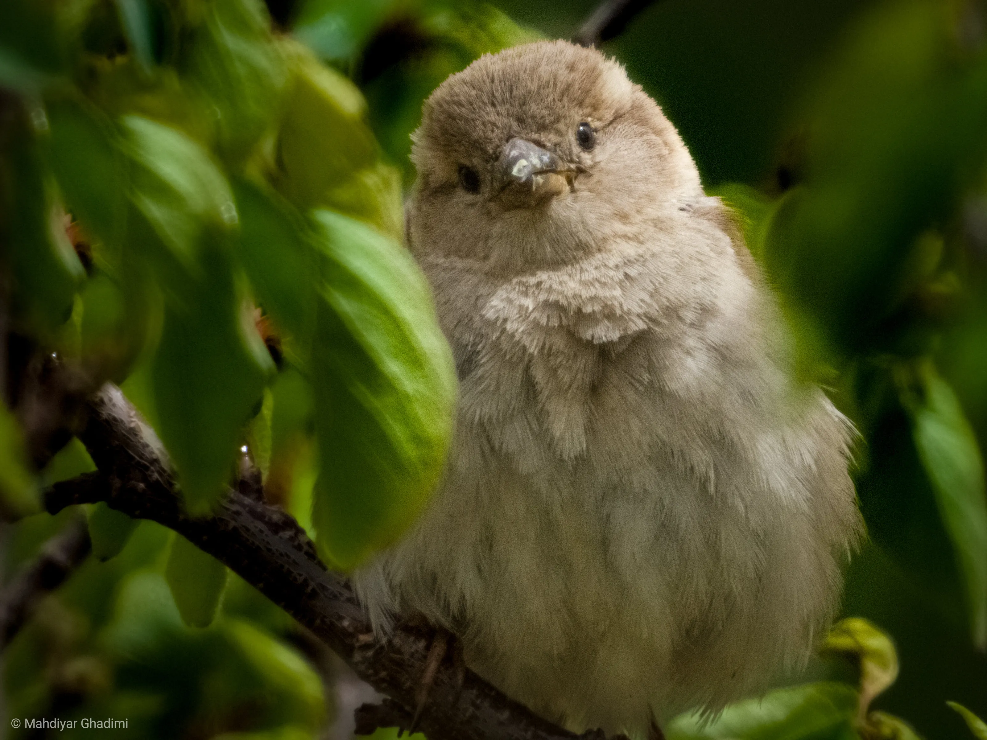 Sparrow