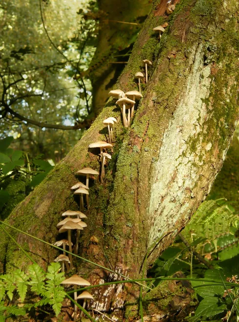 Fairy Ladder