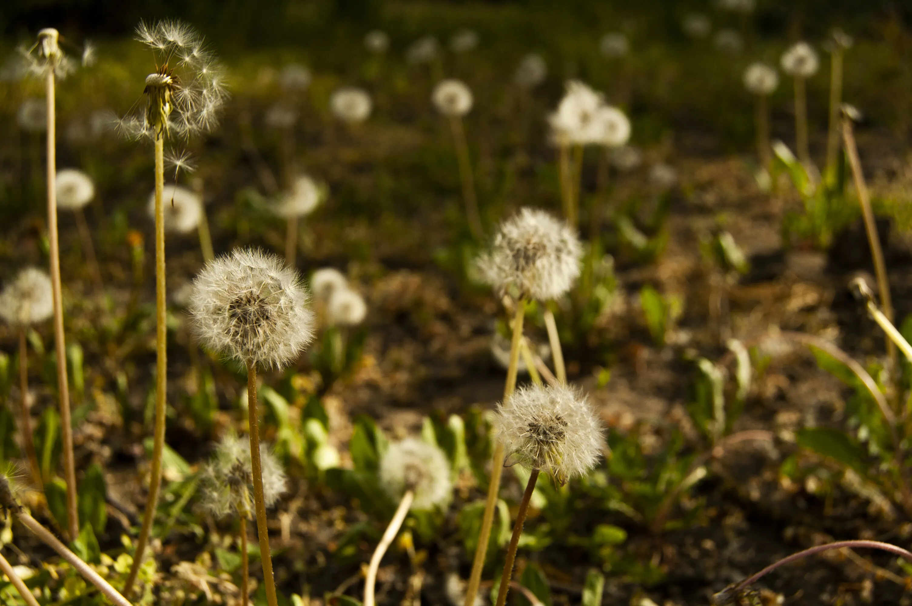 Dandelion