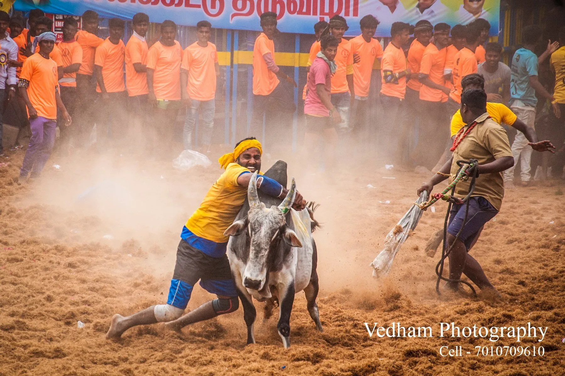 Sports - Jallikattu