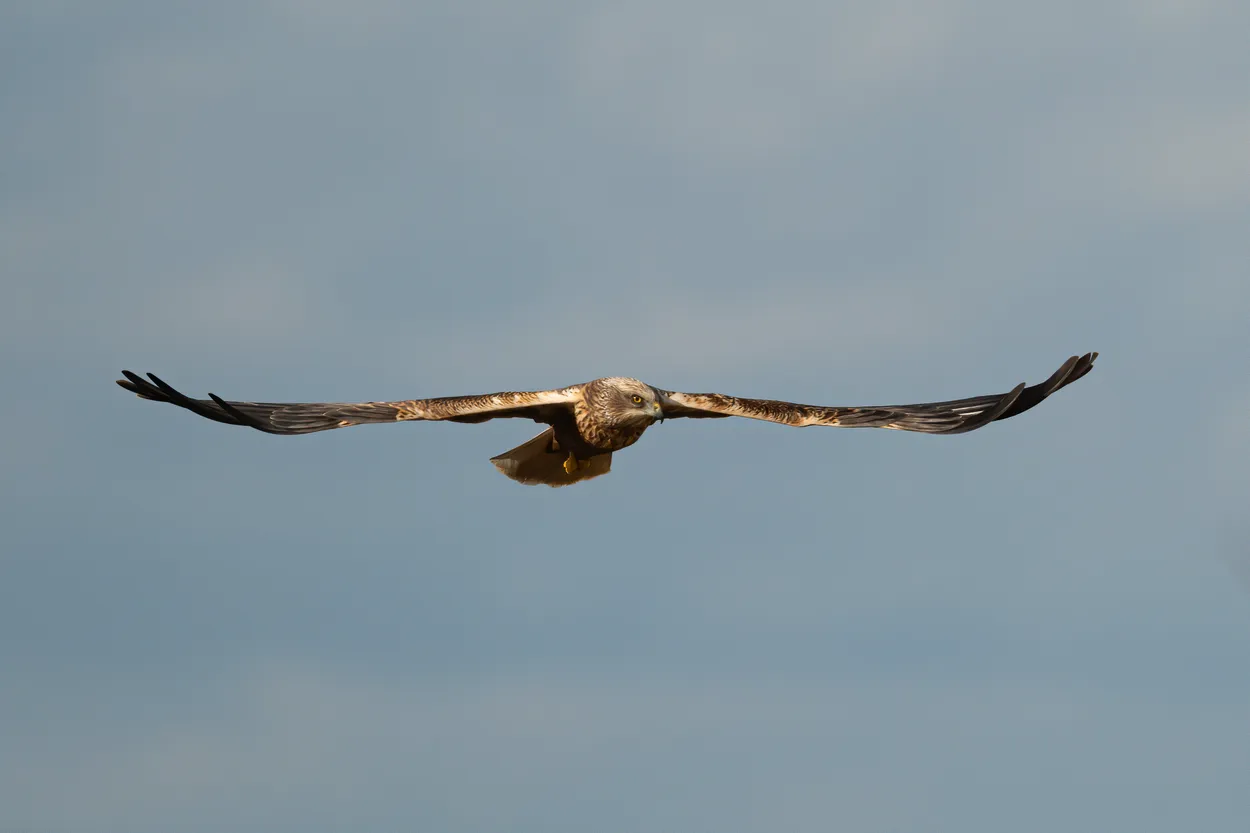 Entry 6258617