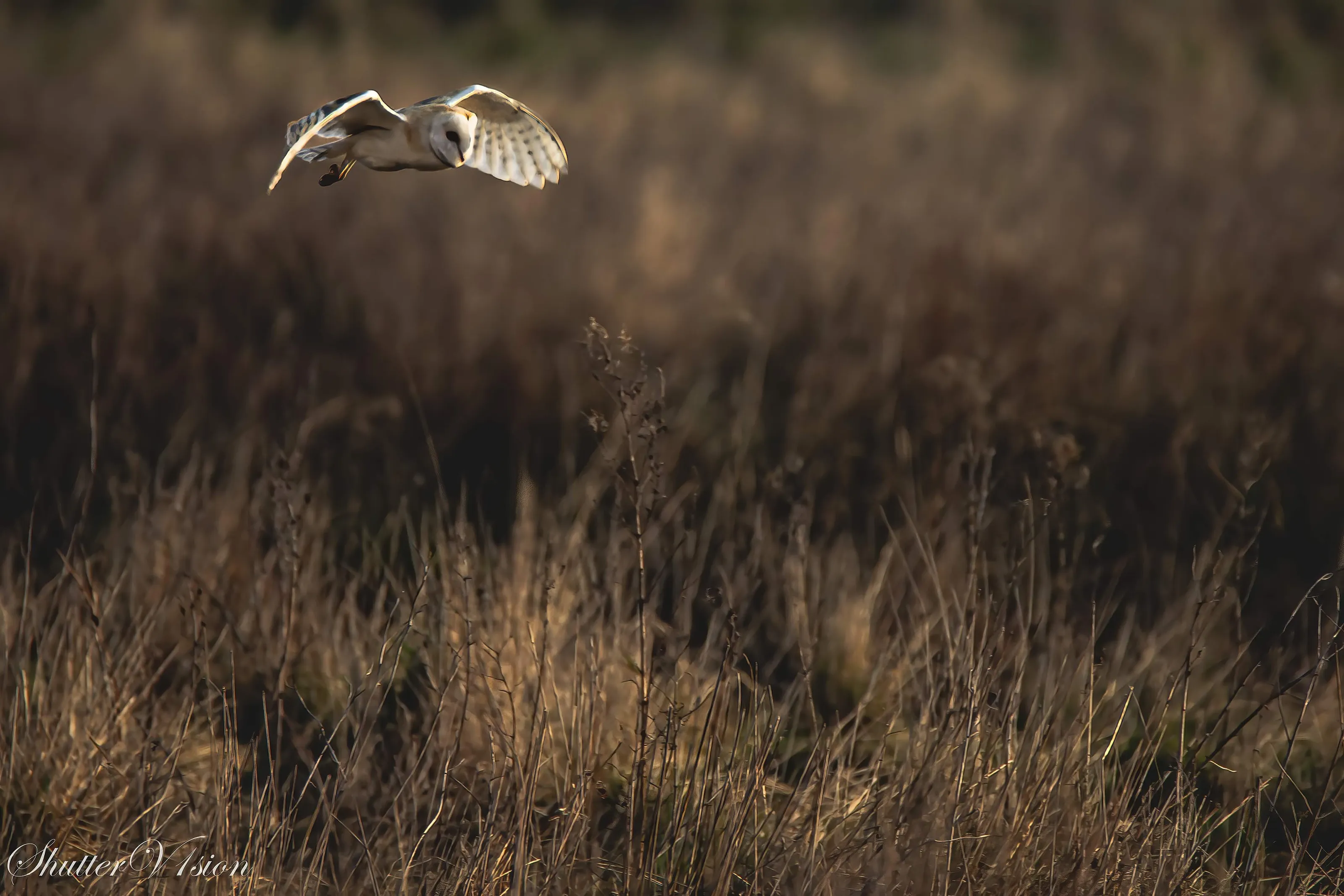 Owl at Lunt meadows