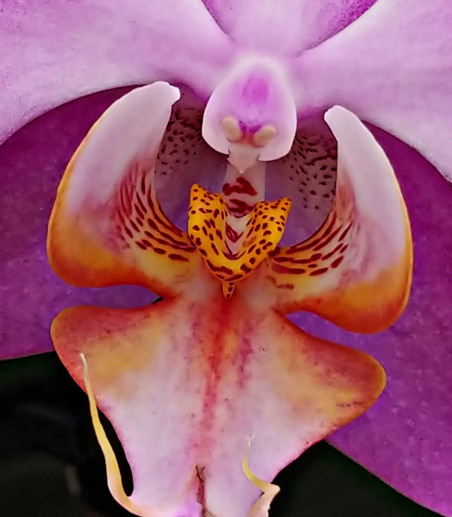 Orchid (Detail)