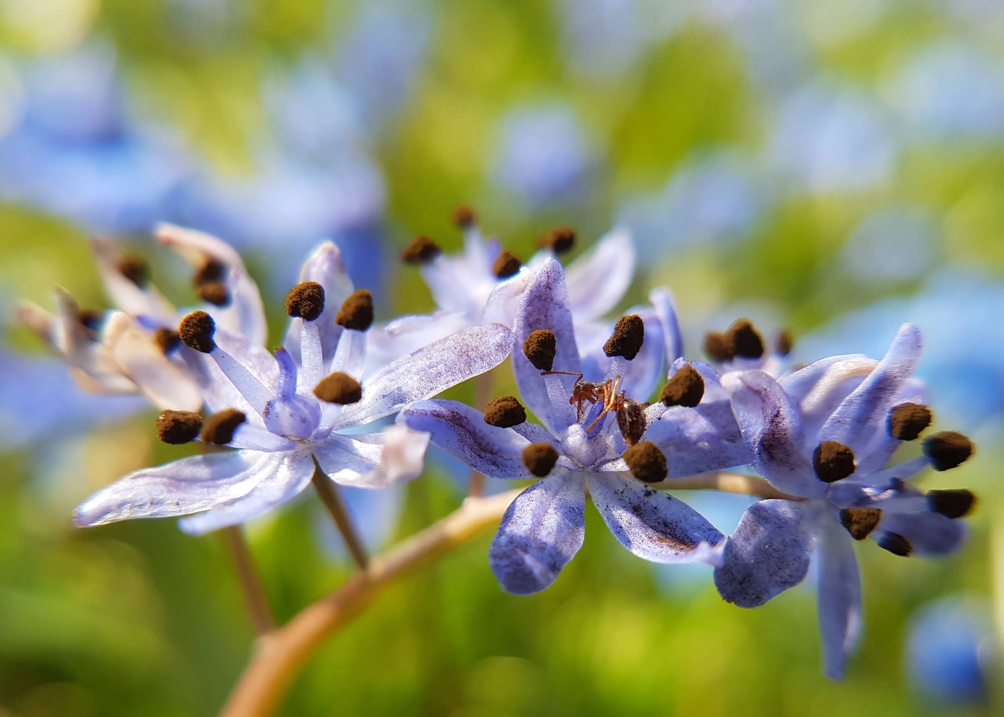 Ant in a Field of Blue