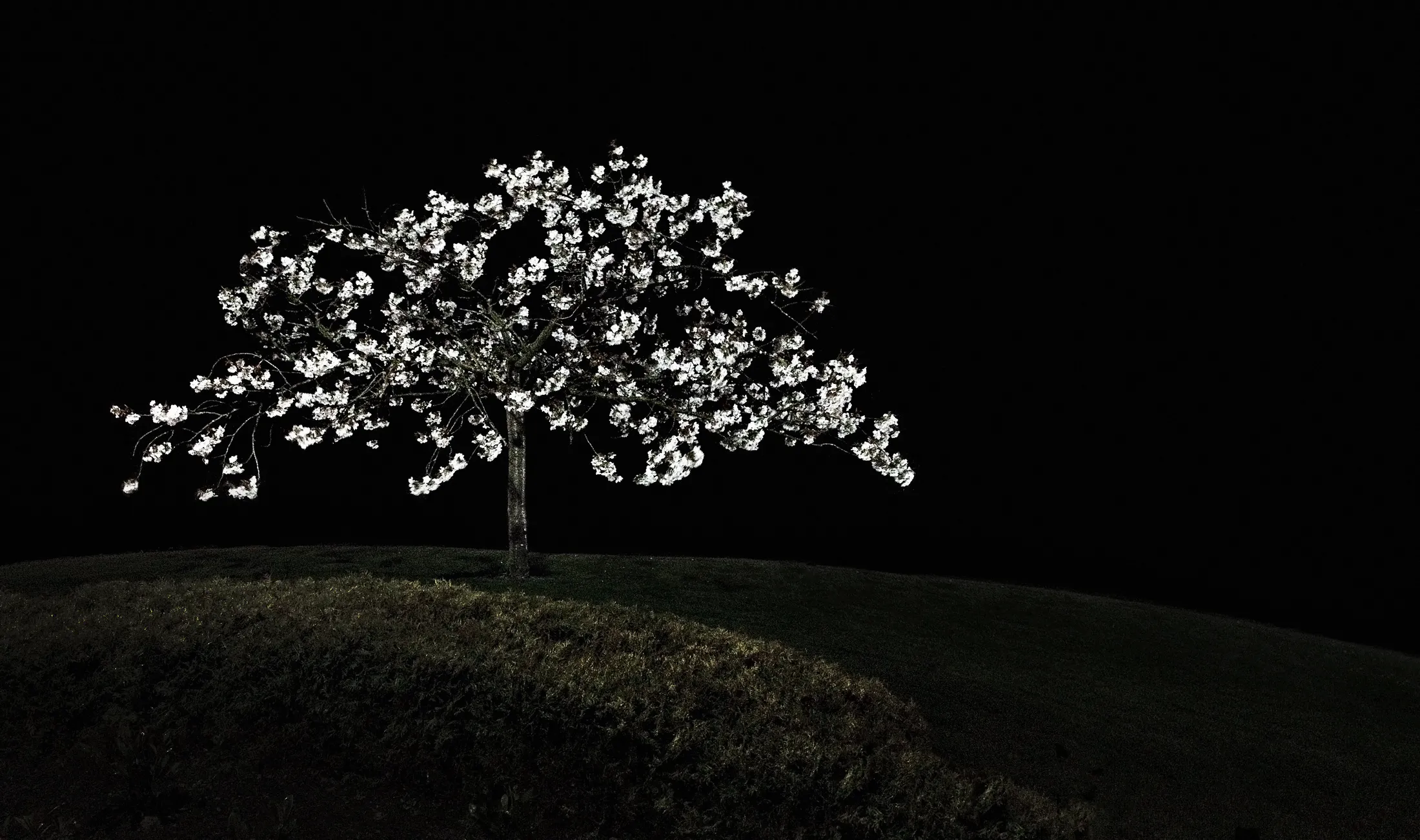 White Tree at Night