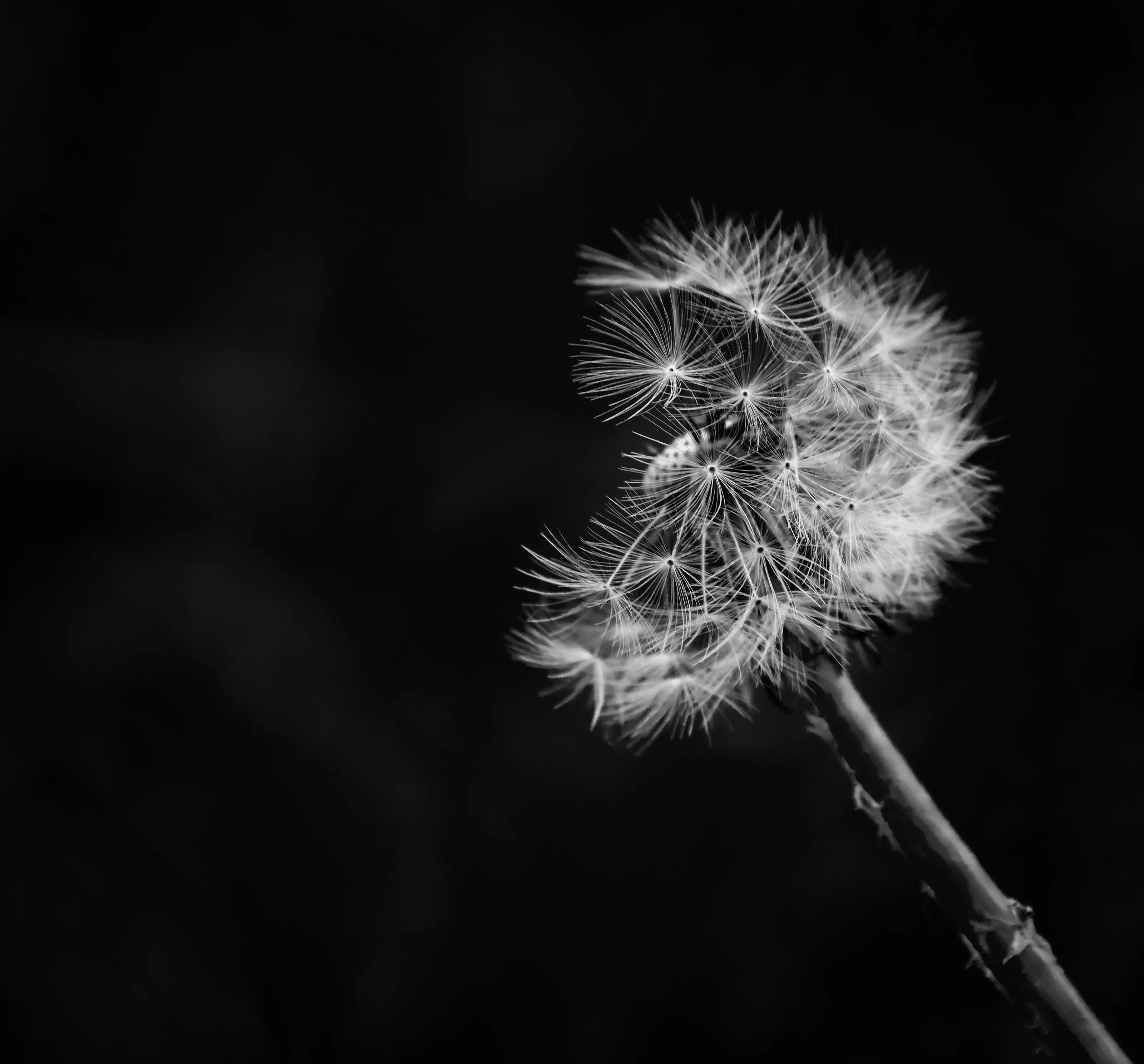 Dandelion