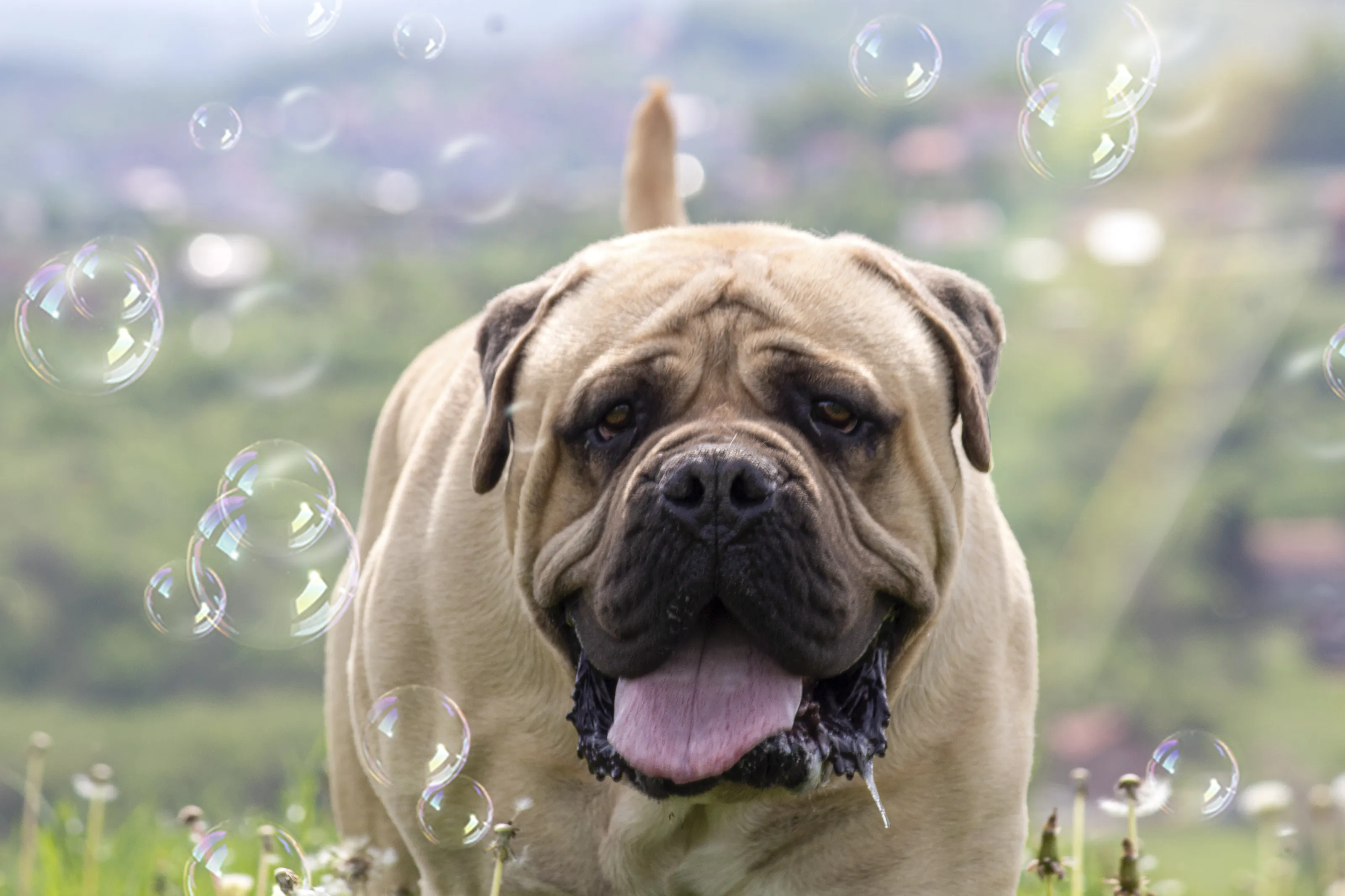 Bullmastiff