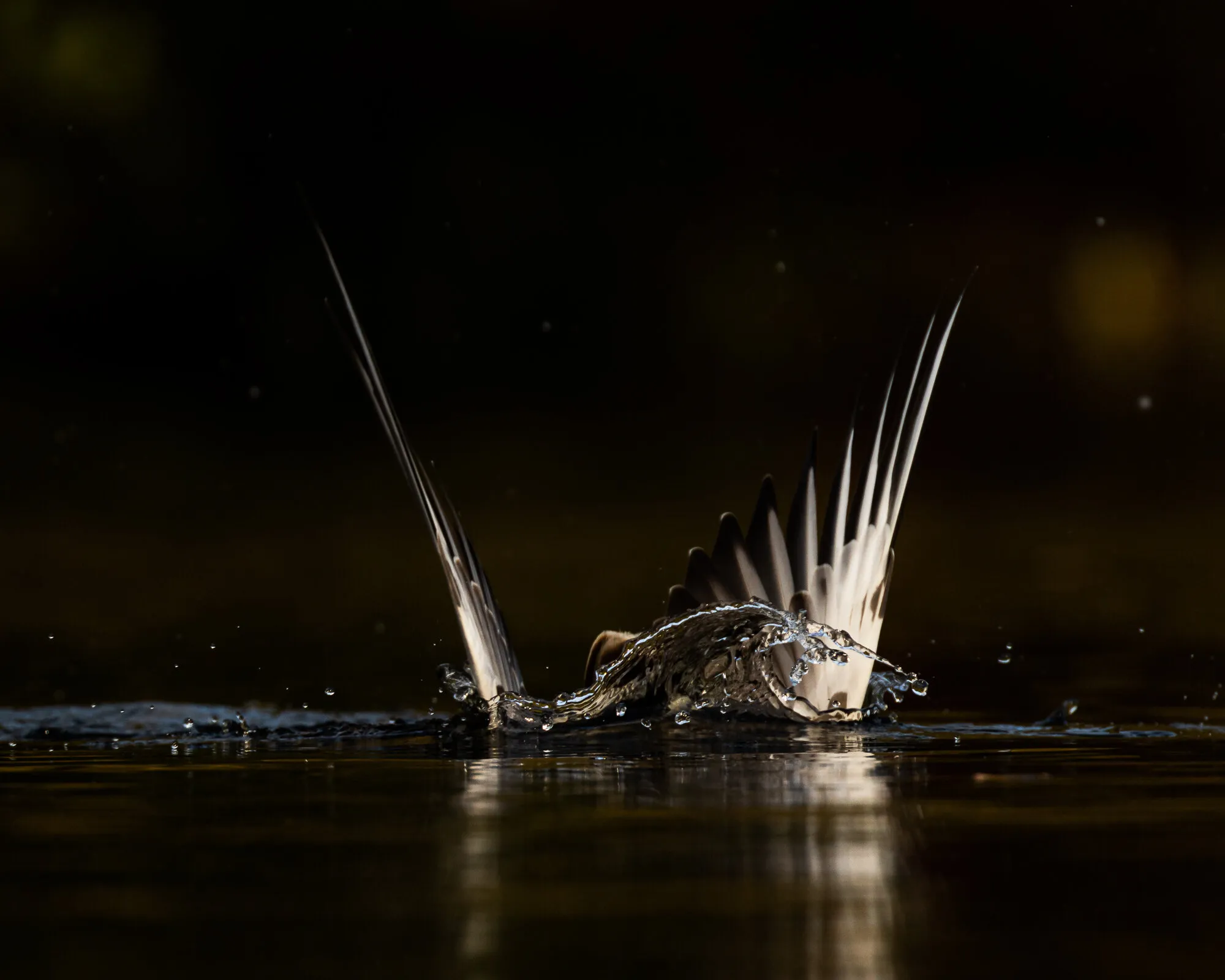 Diving black headed gull