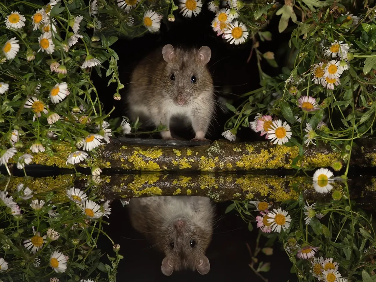Brown Rat