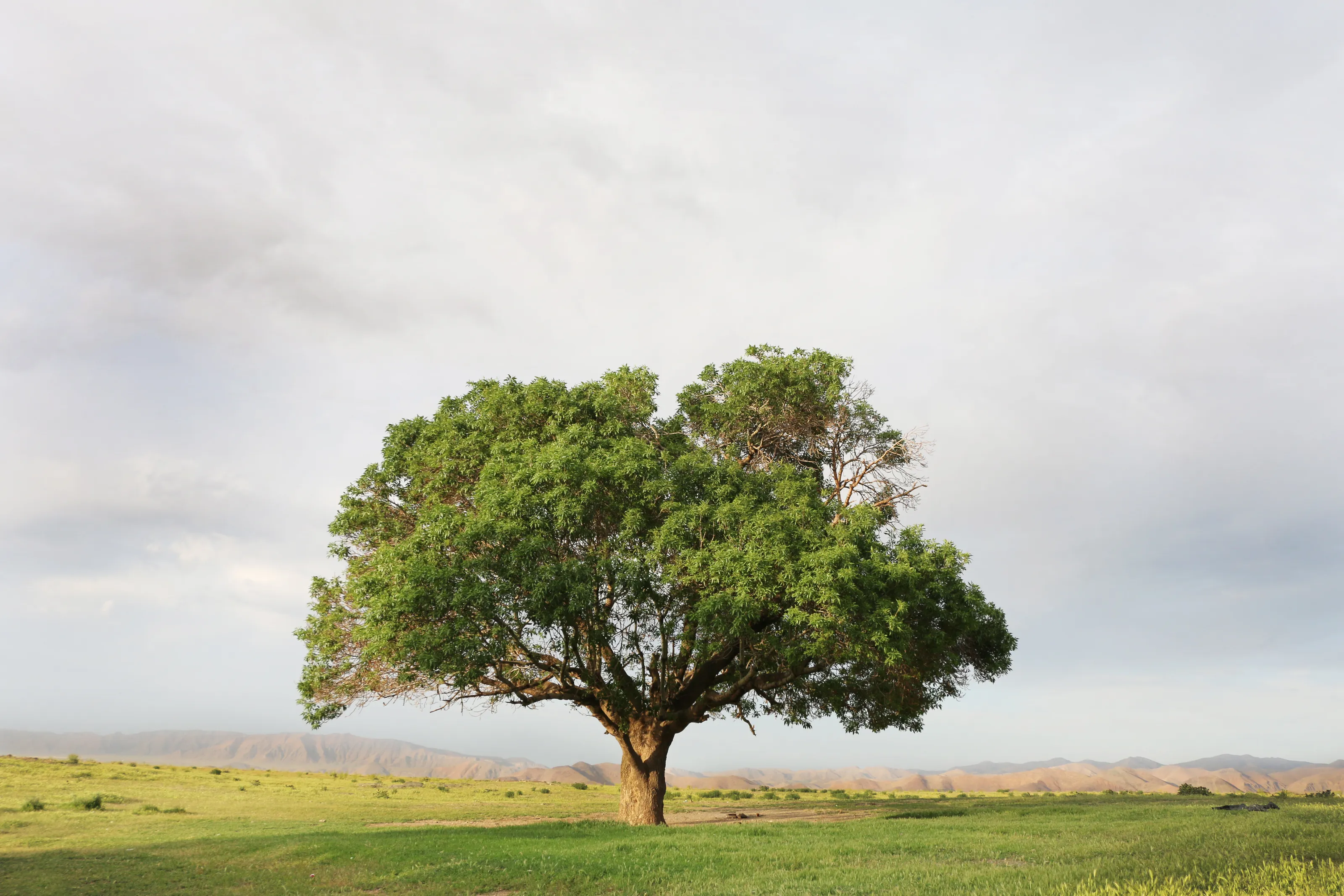 I love the earth