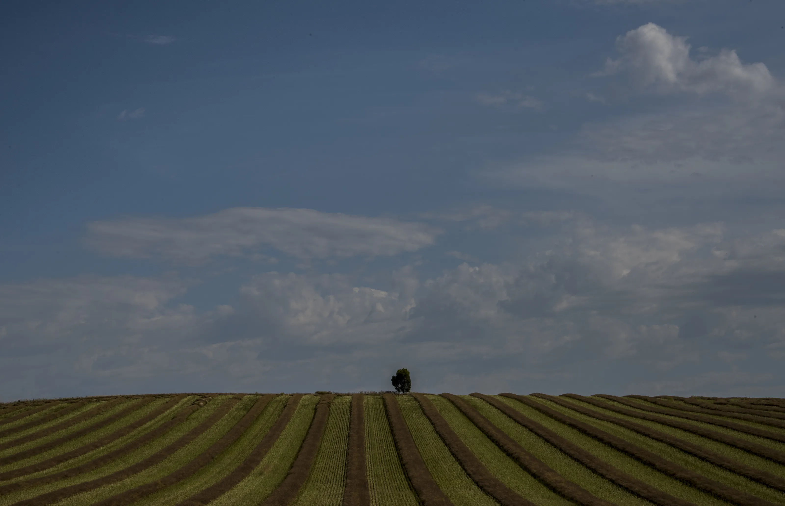 Lonely tree