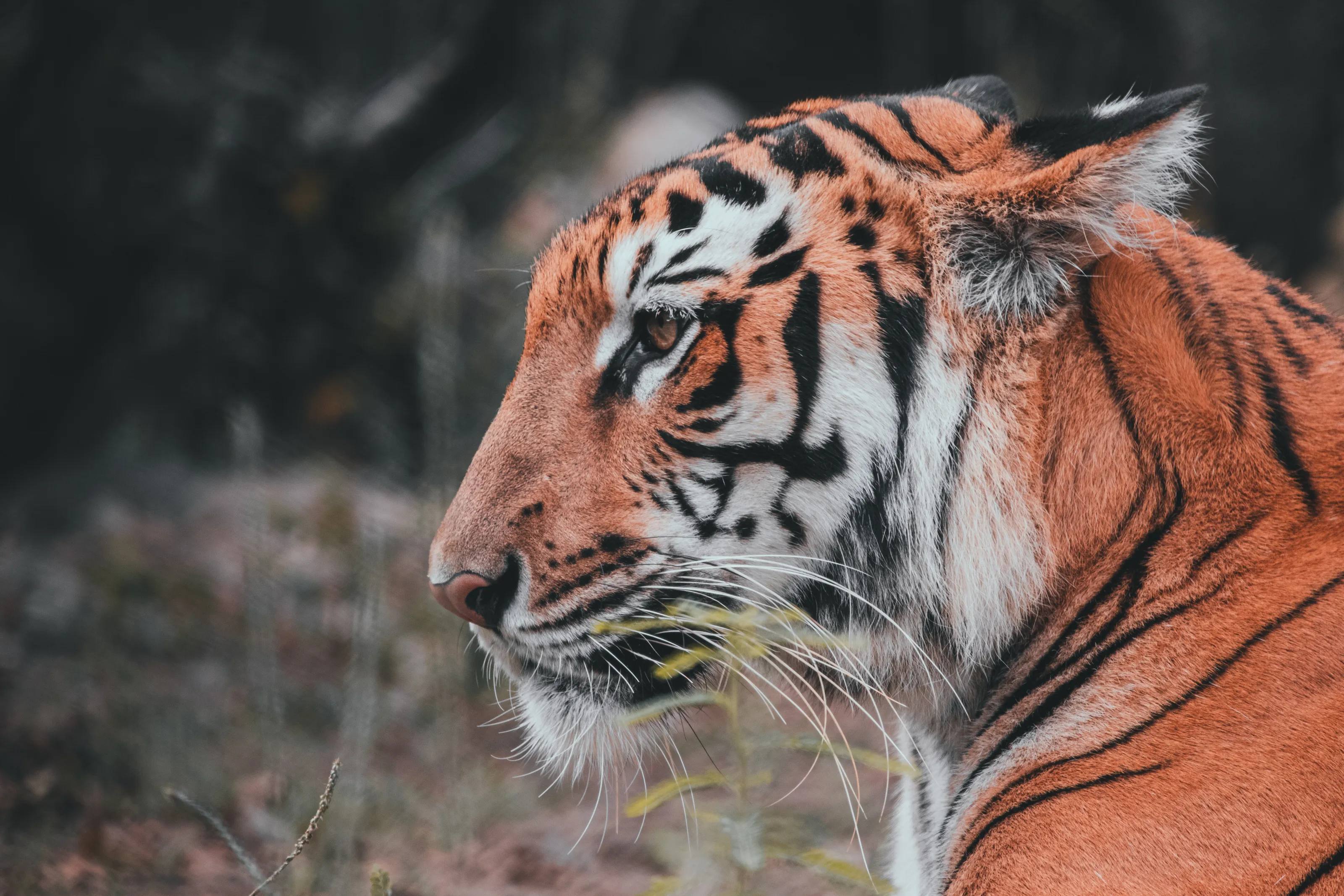 Tiger in its Habitat