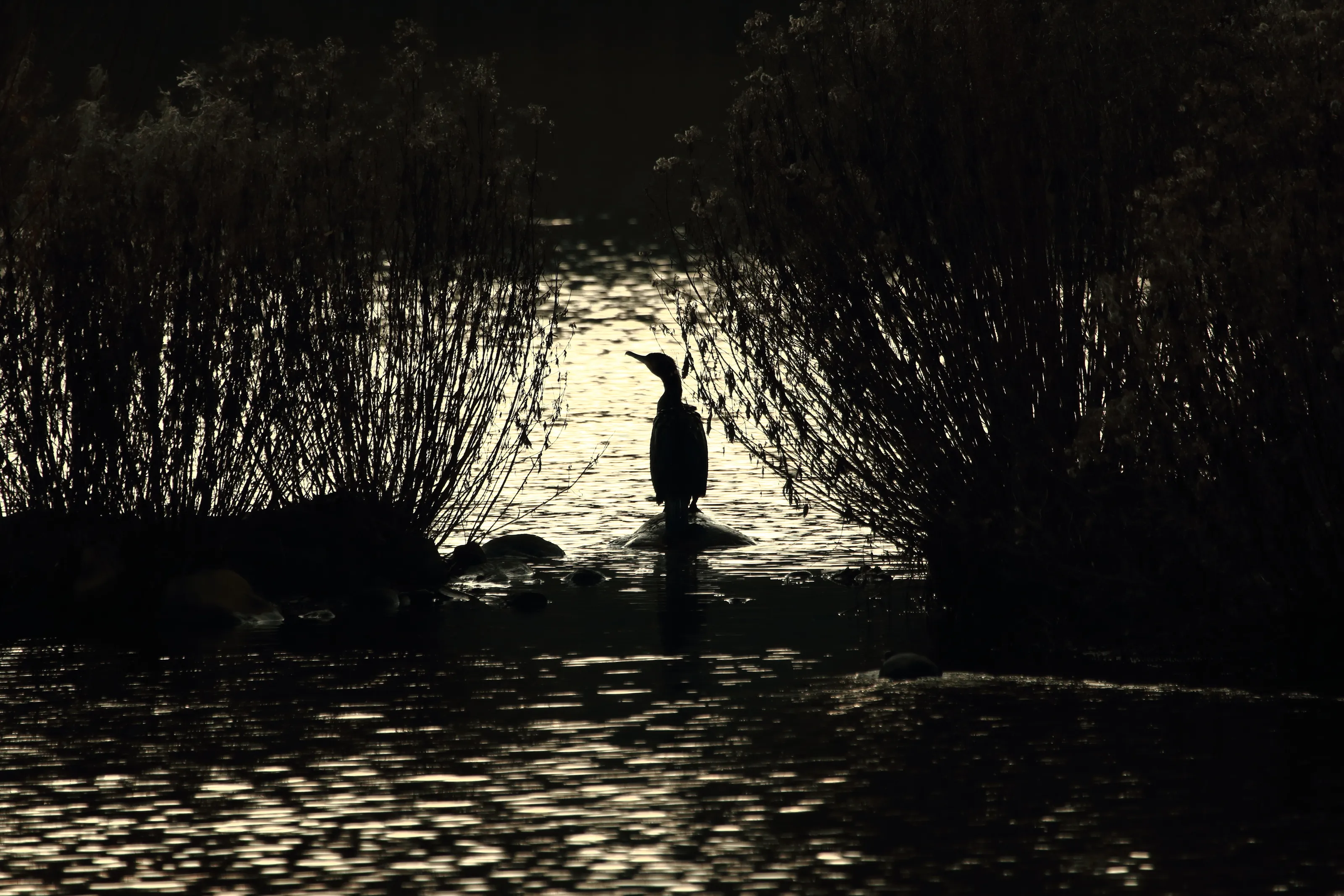 Cormorant