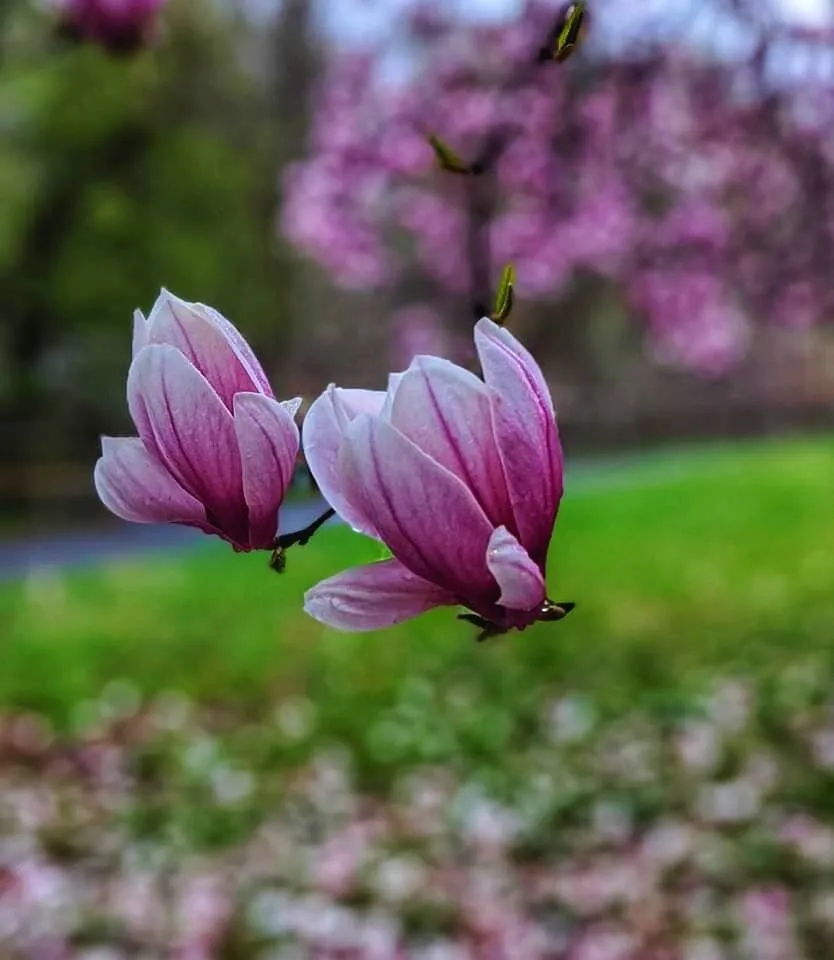 Pink Magnolias