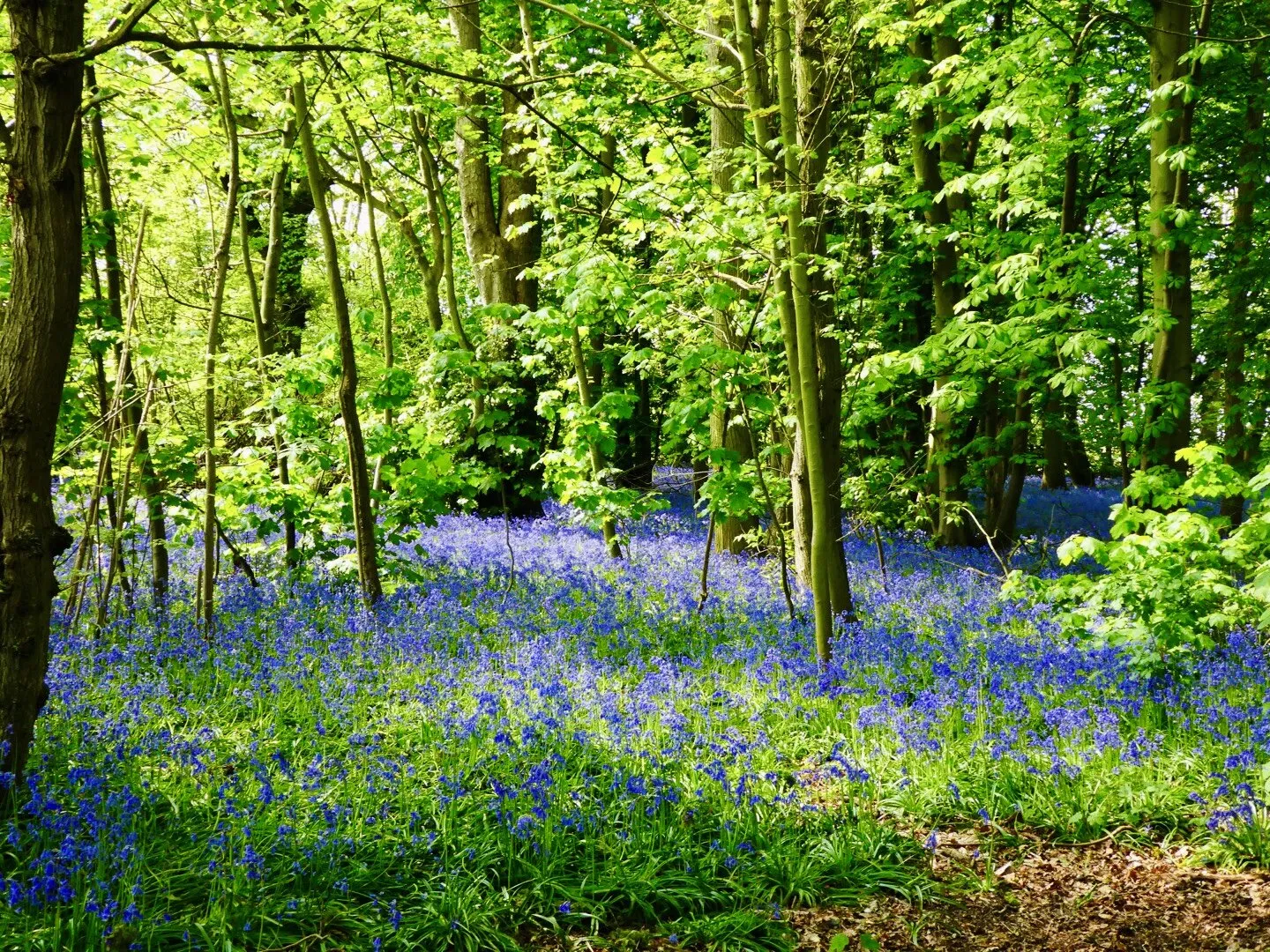 Carpets of blue