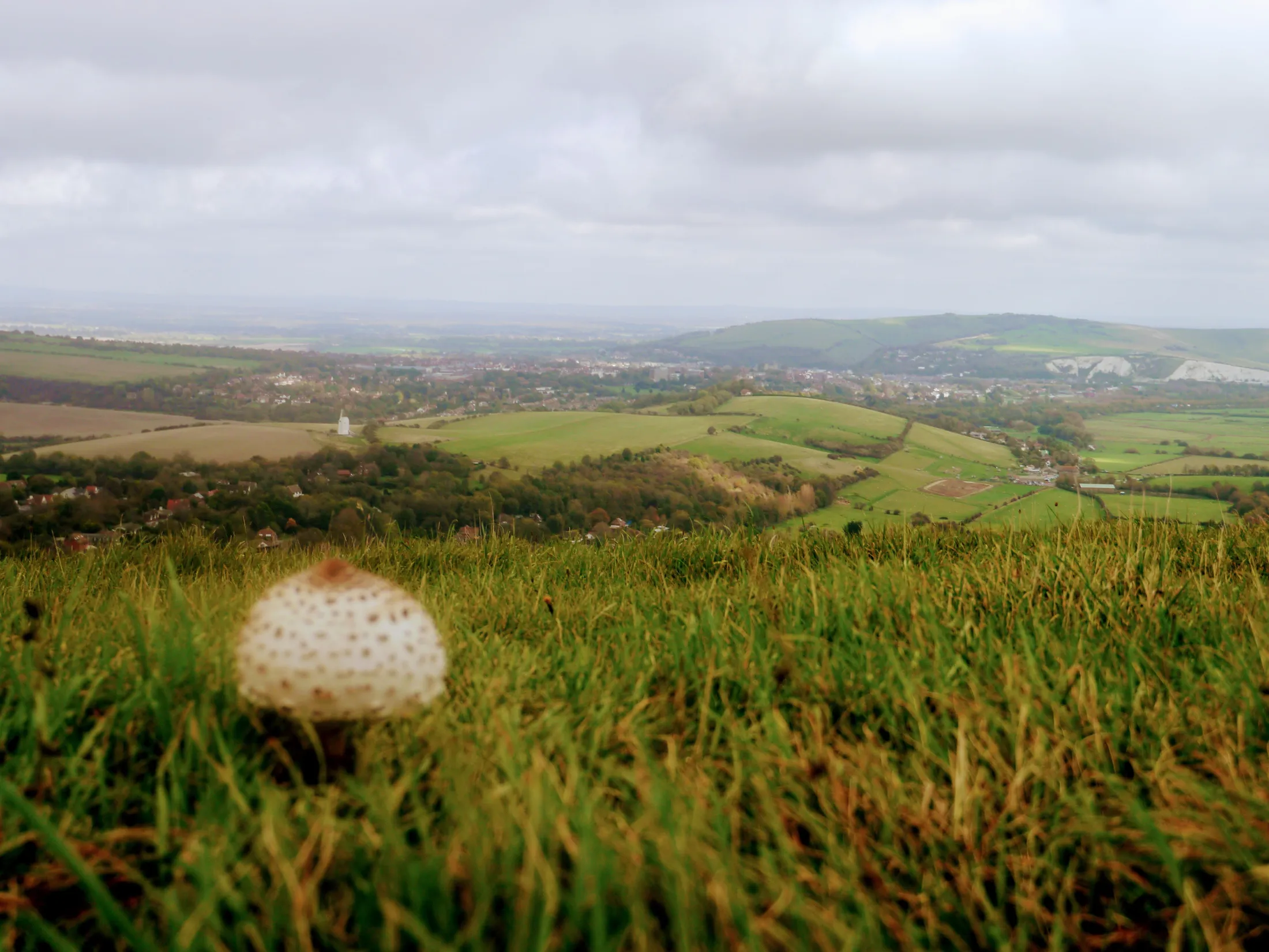 Lonely mushroom