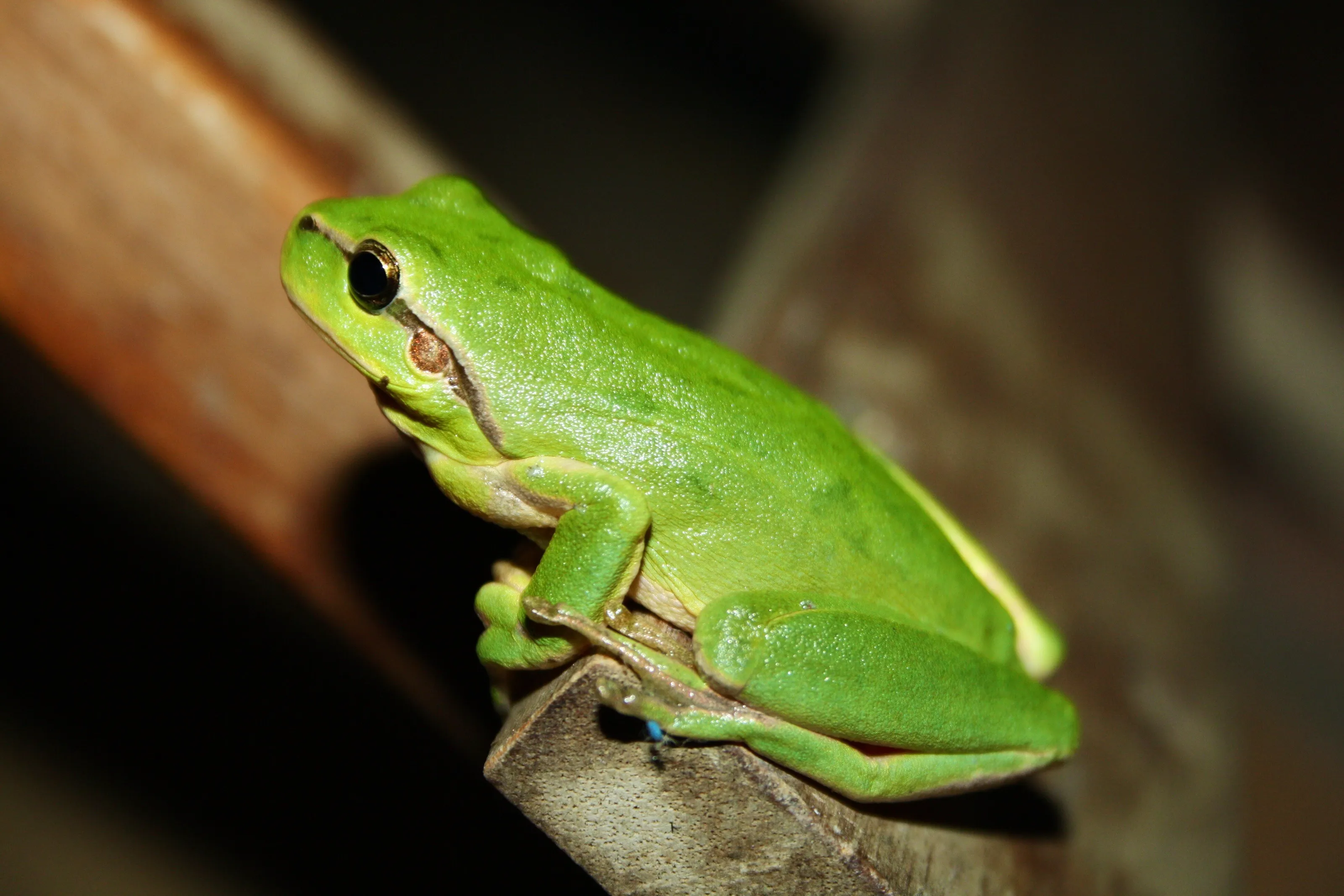 Le frog