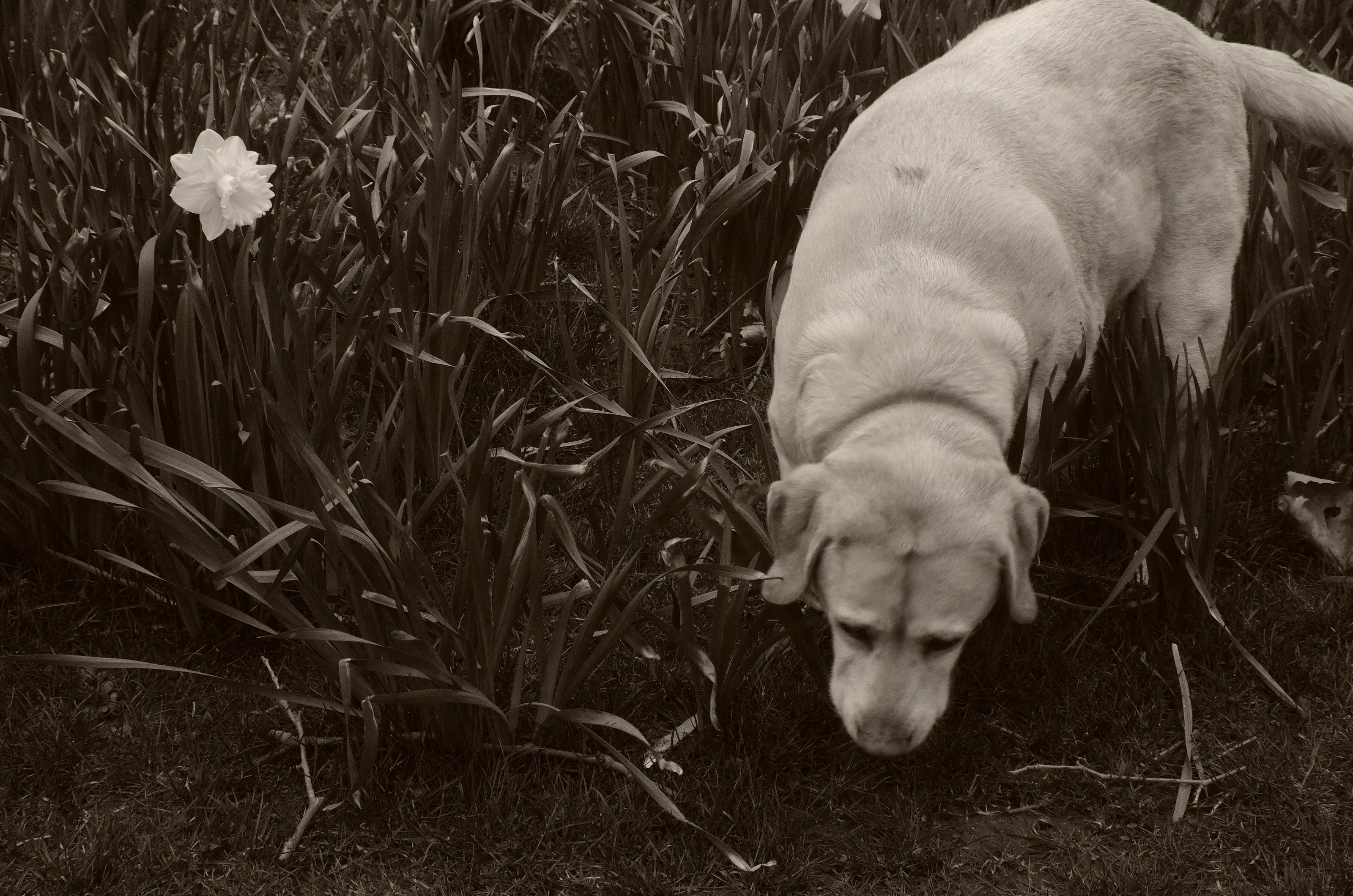 Barley and daffodil