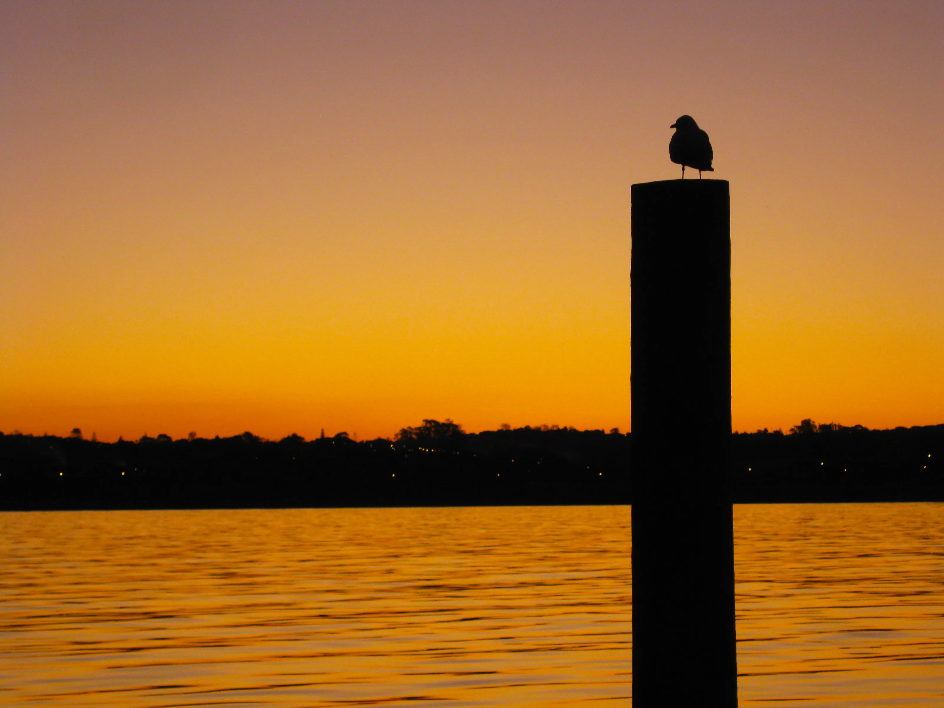Seagull