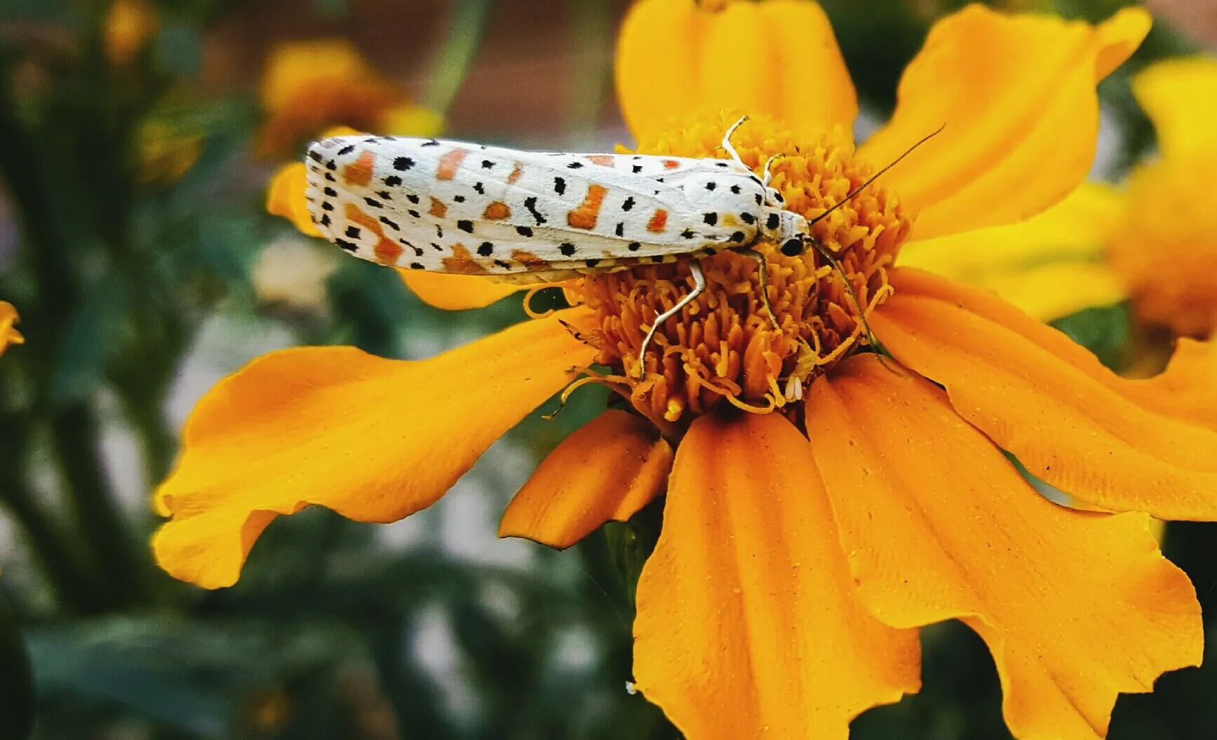 Purpose of a floiwer