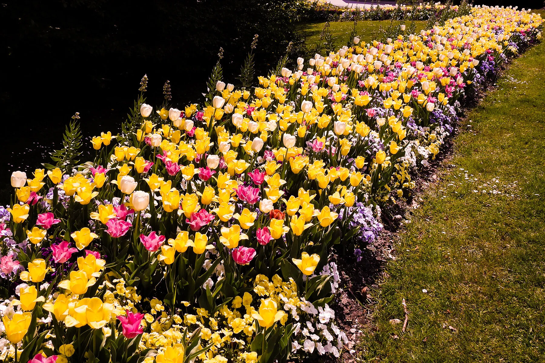 Tulips