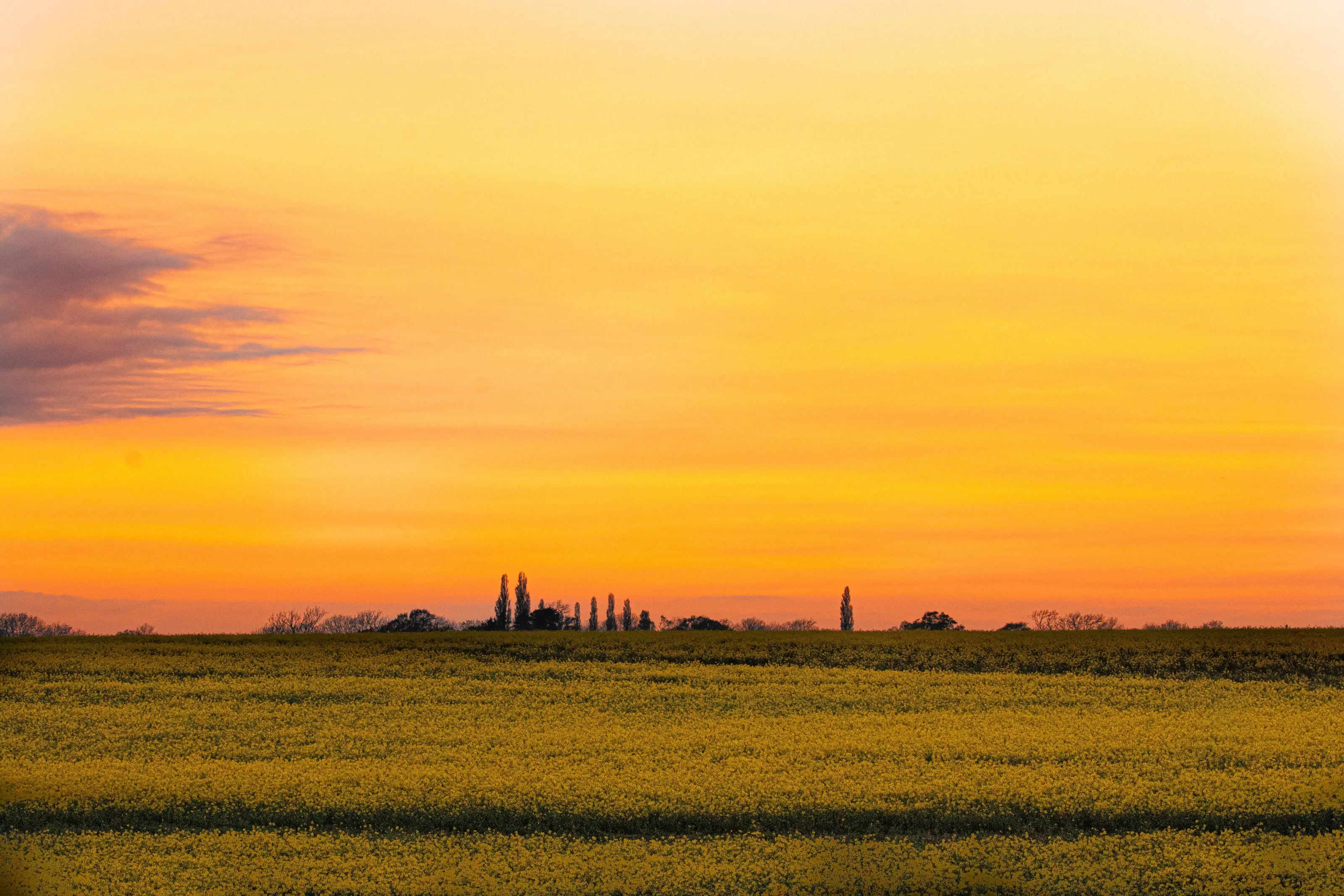Sunset fields