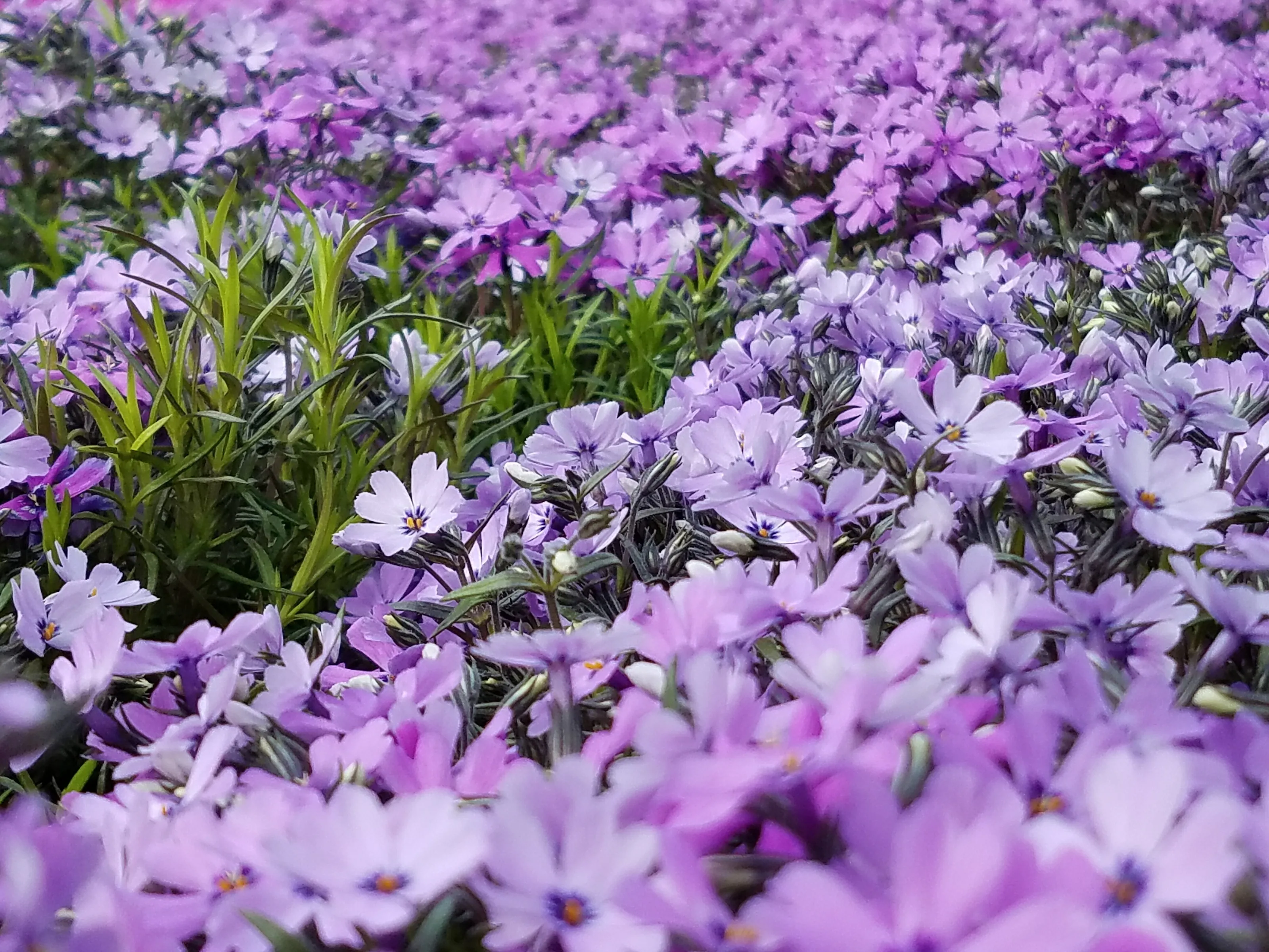 Purple Valley