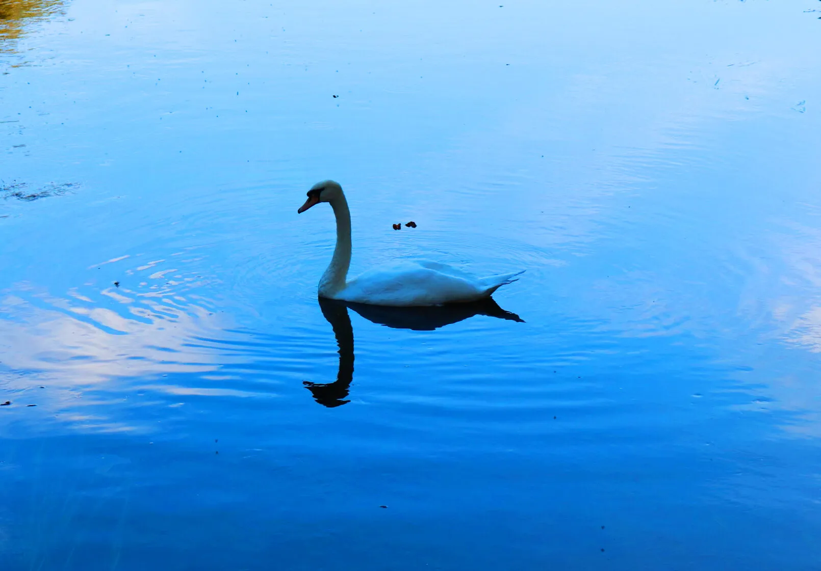 Swan reflection