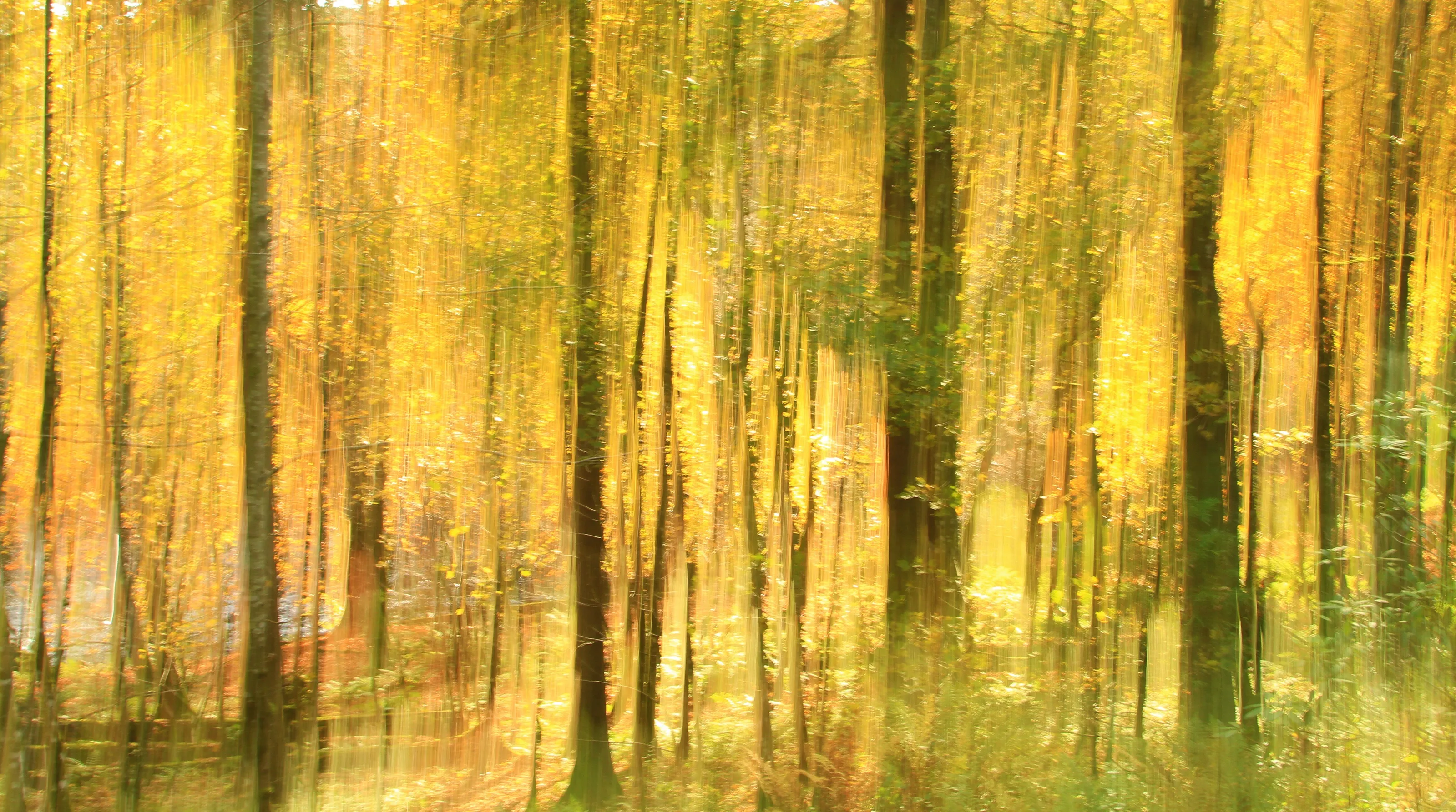 Golden Light