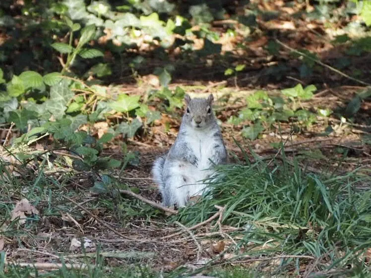 Squirrel