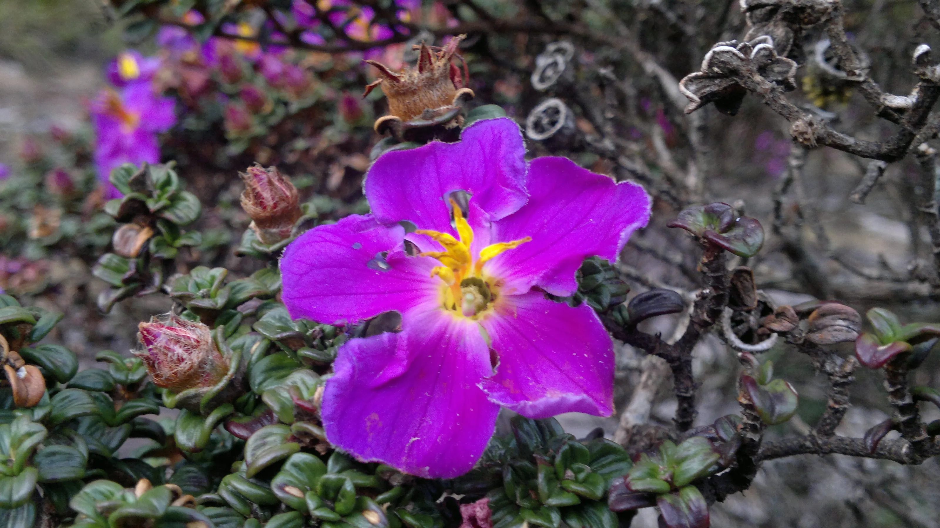 Bovitiya (Osbeckia lanata)