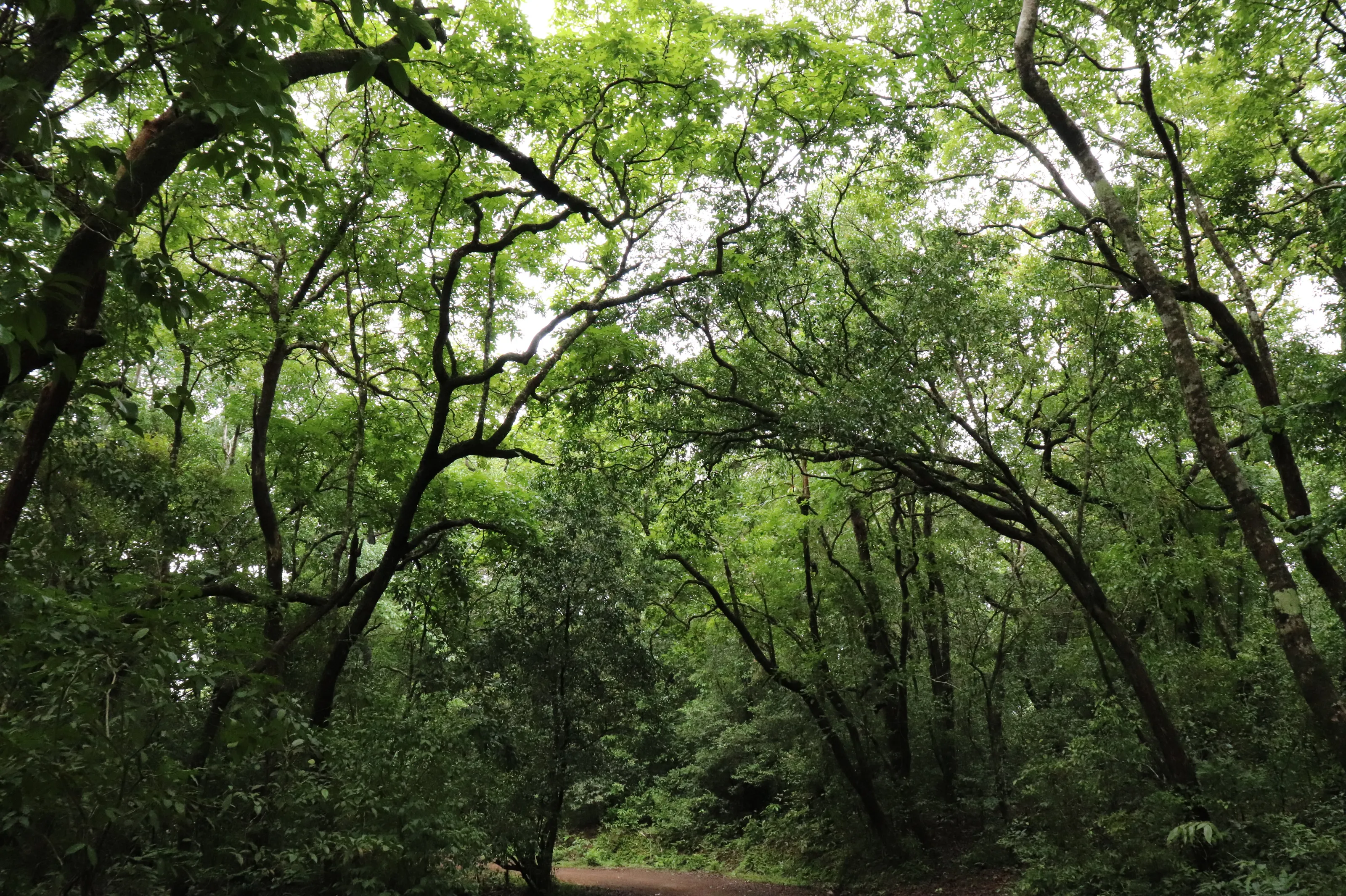 Into the Woods